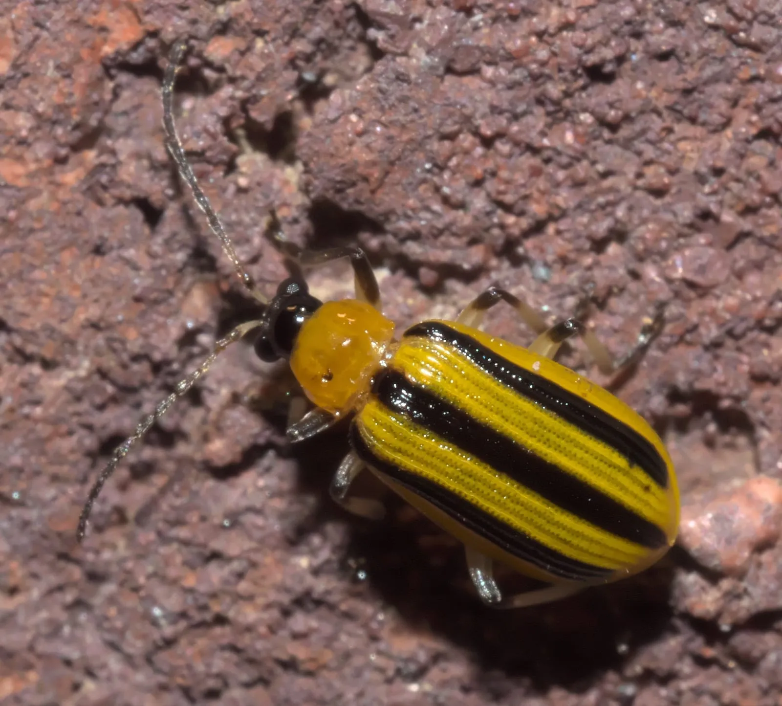 Acalymma vittatum P1310371a (cucumber-beetle)