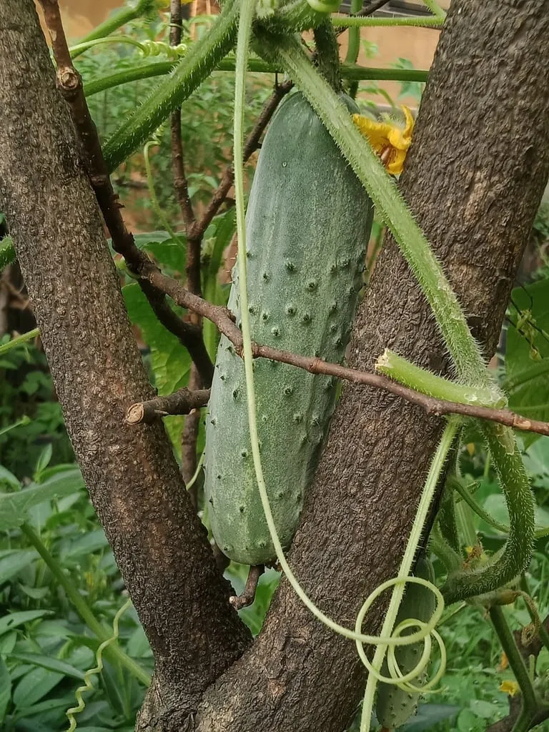 Cucumber (cucumber)
