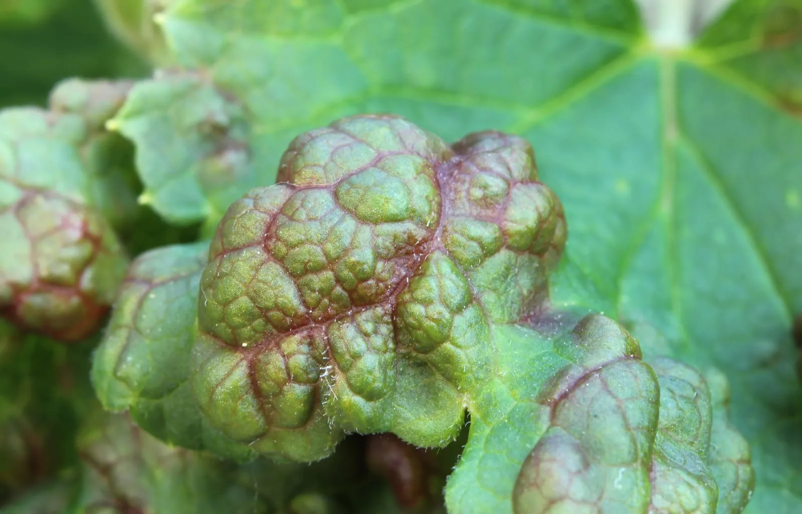 Galle Johannisbeerblasenlaus Cryptomyzus ribis (currant-aphid)