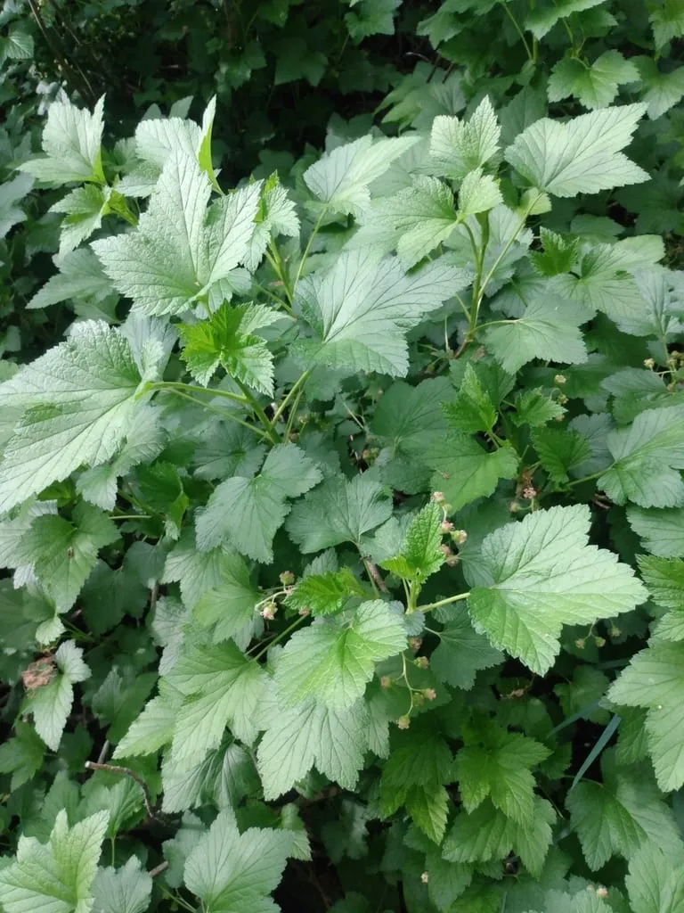 Blackcurrant (currant-black)