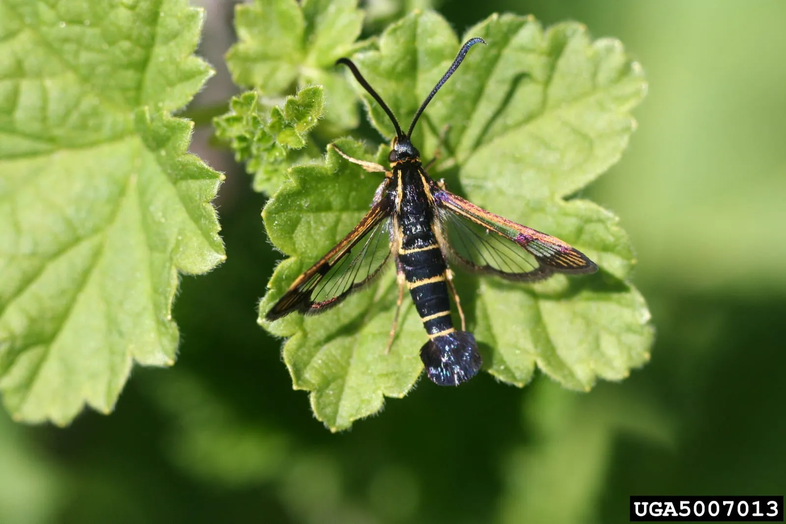 Synanthedon tipuliformis 01 (currant-borer)