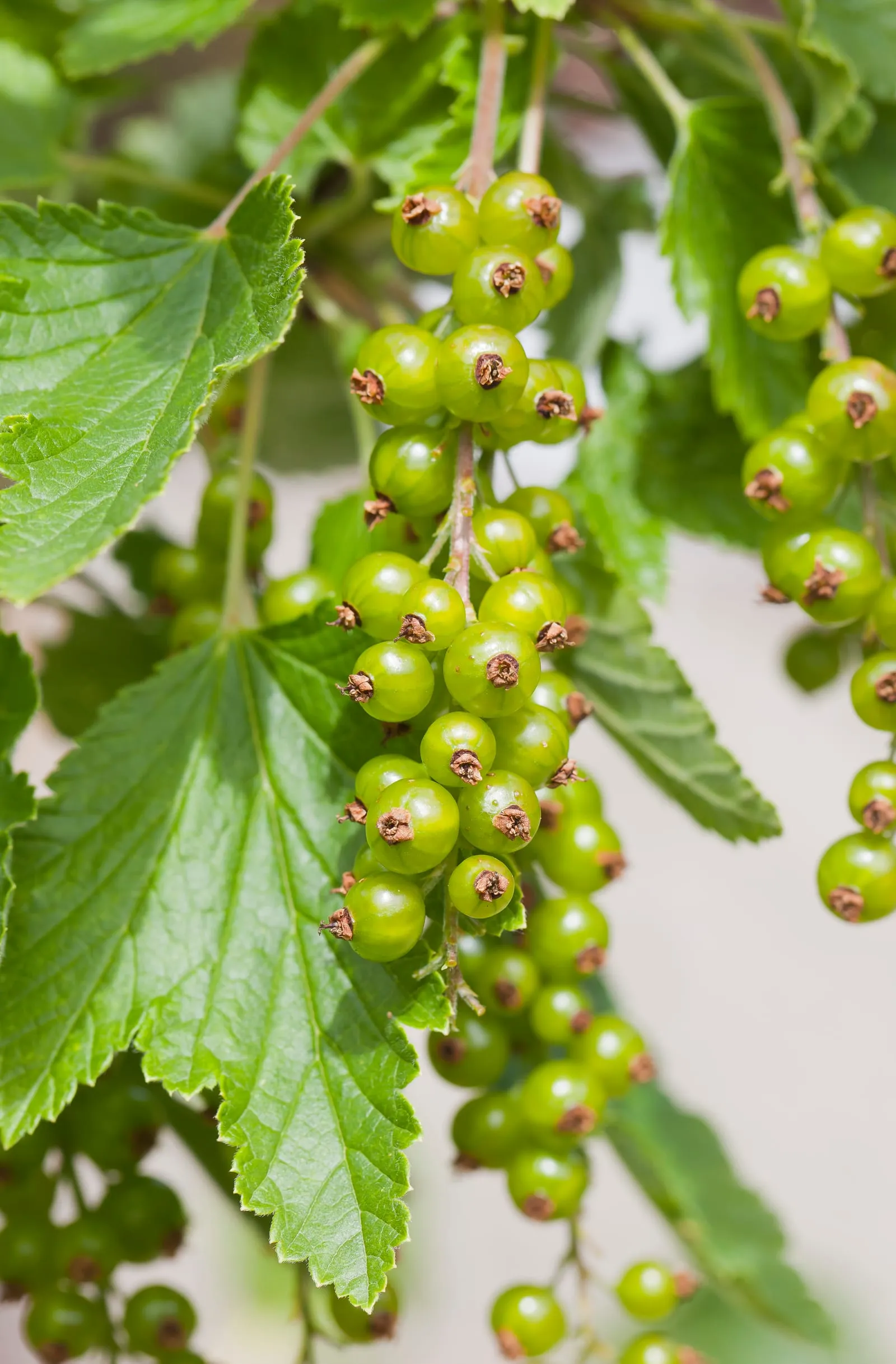 Grosello rojo (Ribes rubrum), Múnich, Alemania, 2012-06-07, DD 01 (currant-red)