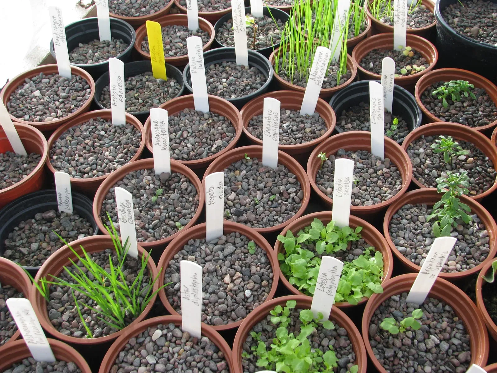 Seedlings - Flickr - peganum (3) (damping-off)