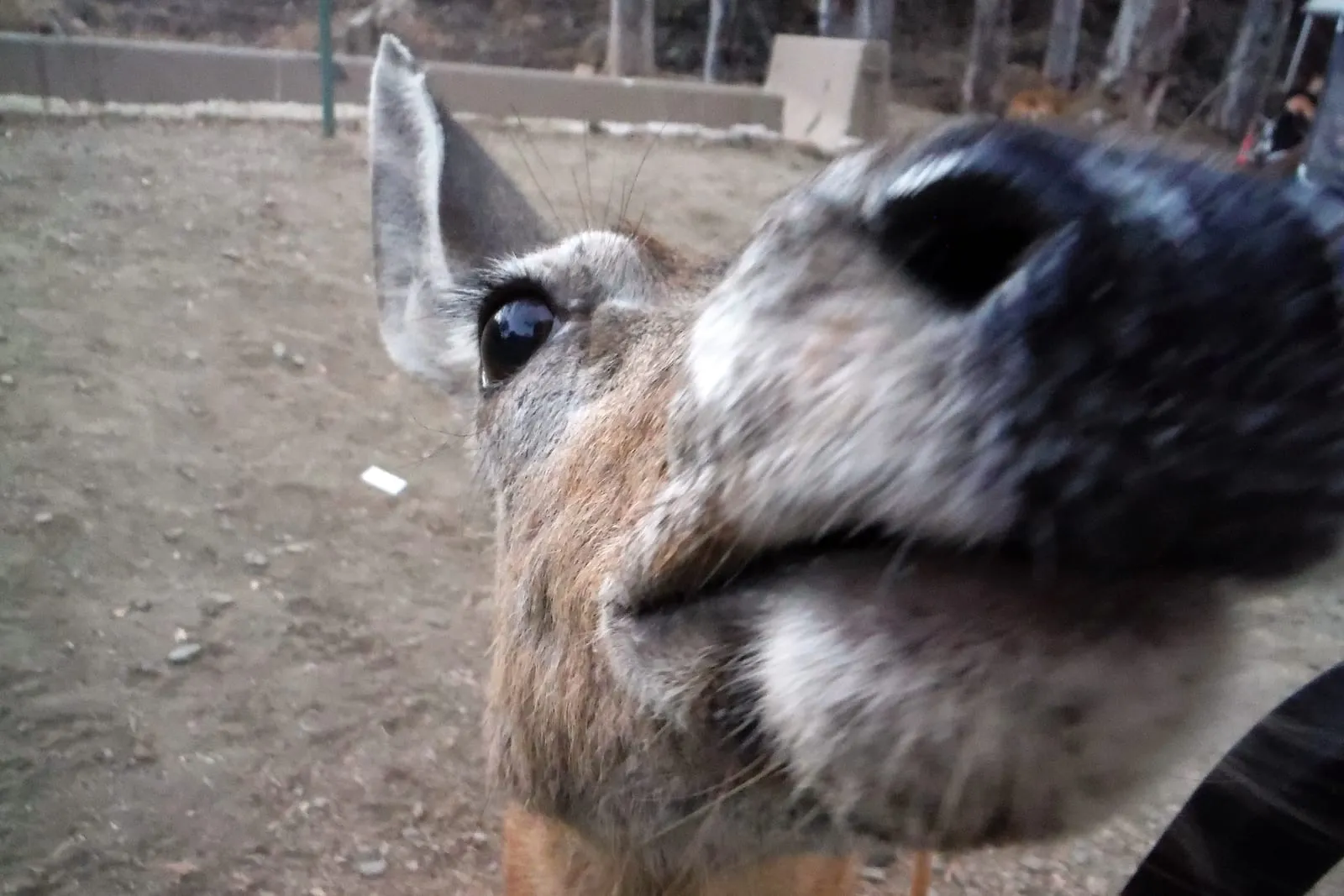 Mule Deer (Odocoileus hemionus) sniff (deer-damage)