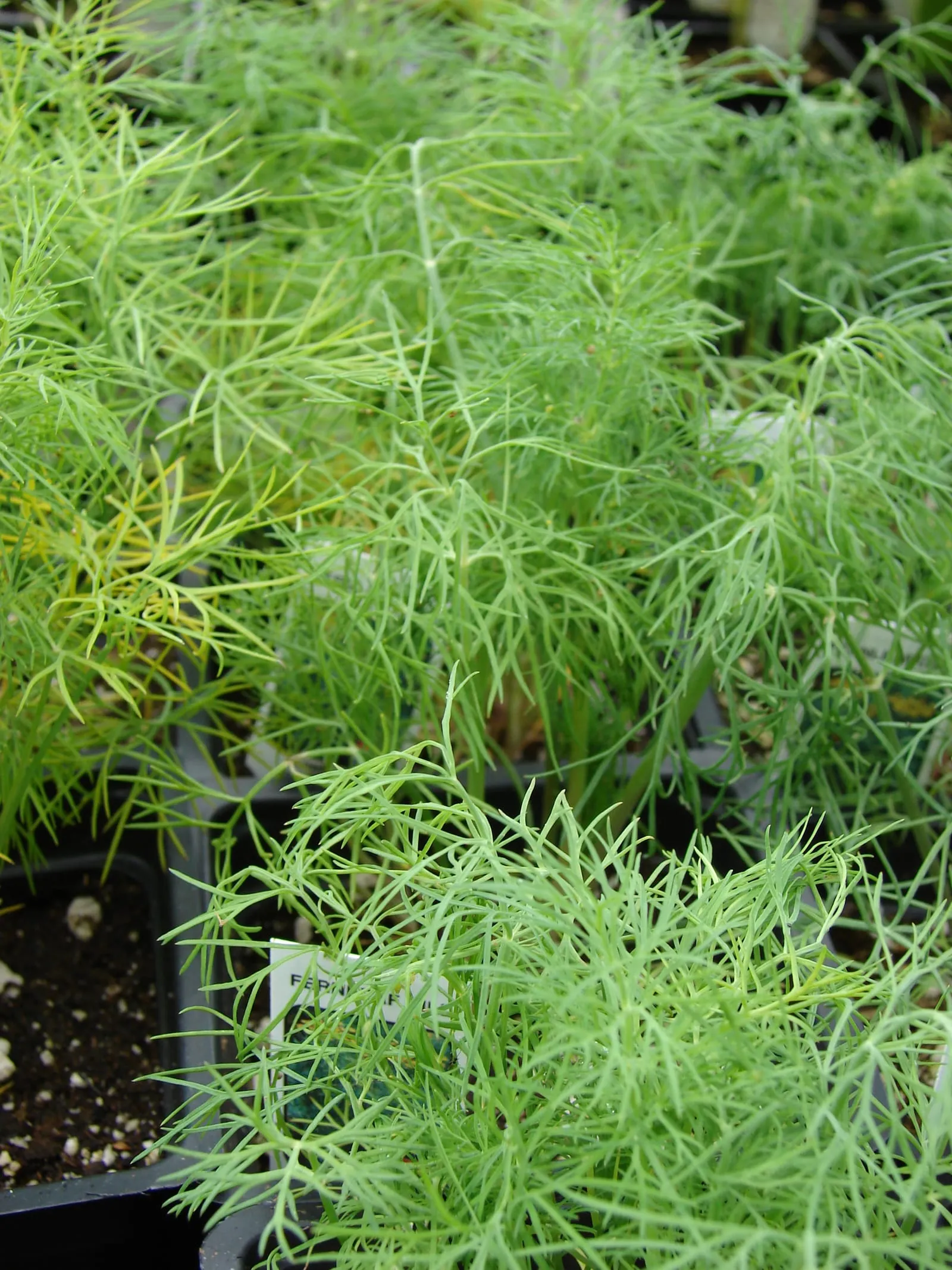 Starr 070906-8839 Anethum graveolens (dill)