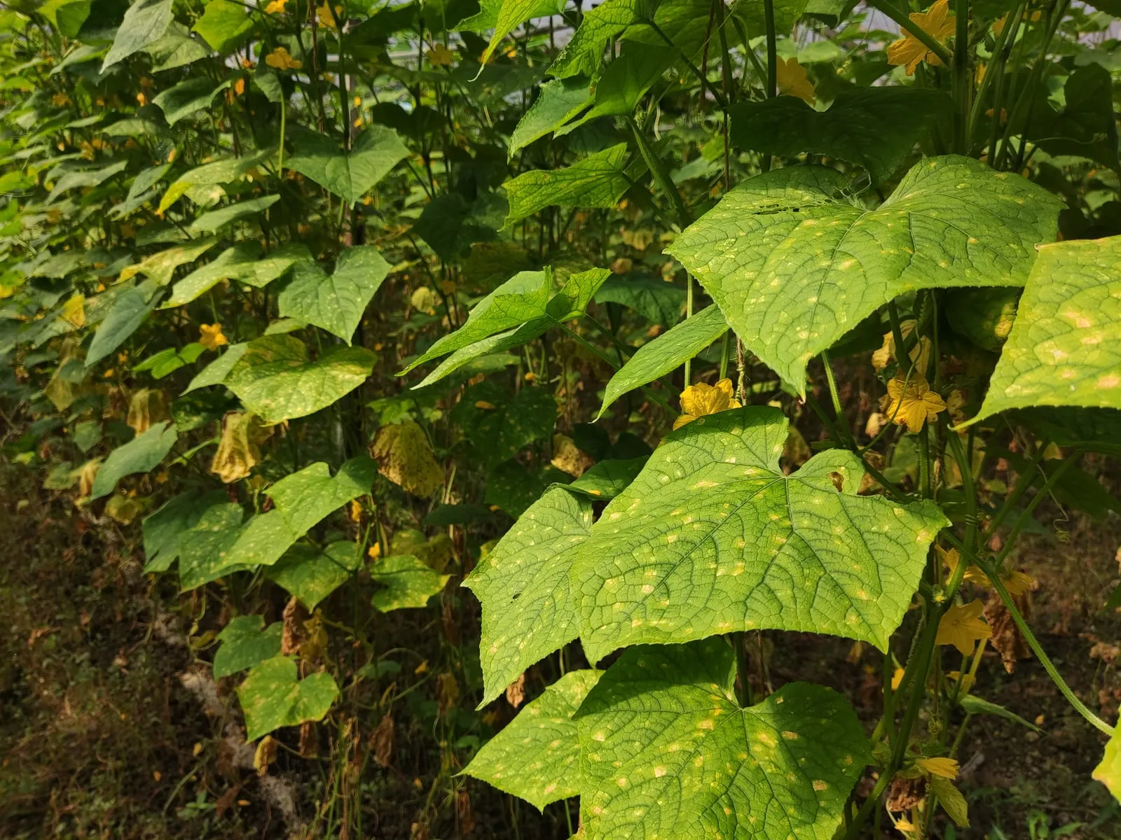 Downy mildew on leaves of Cucumis sativus (downy-mildew-cucurbit)