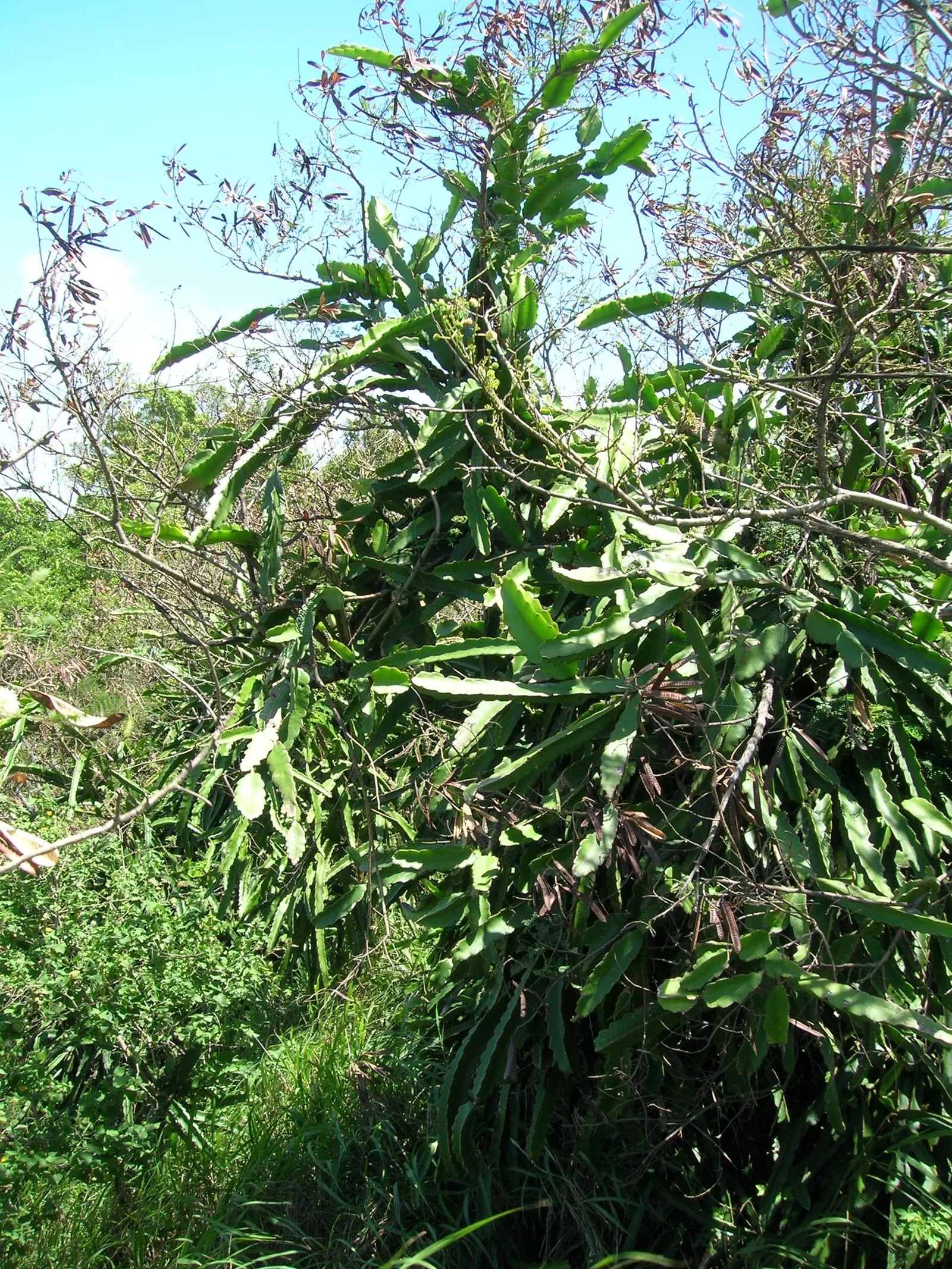 Starr 060416-7723 Hylocereus undatus (dragonfruit)