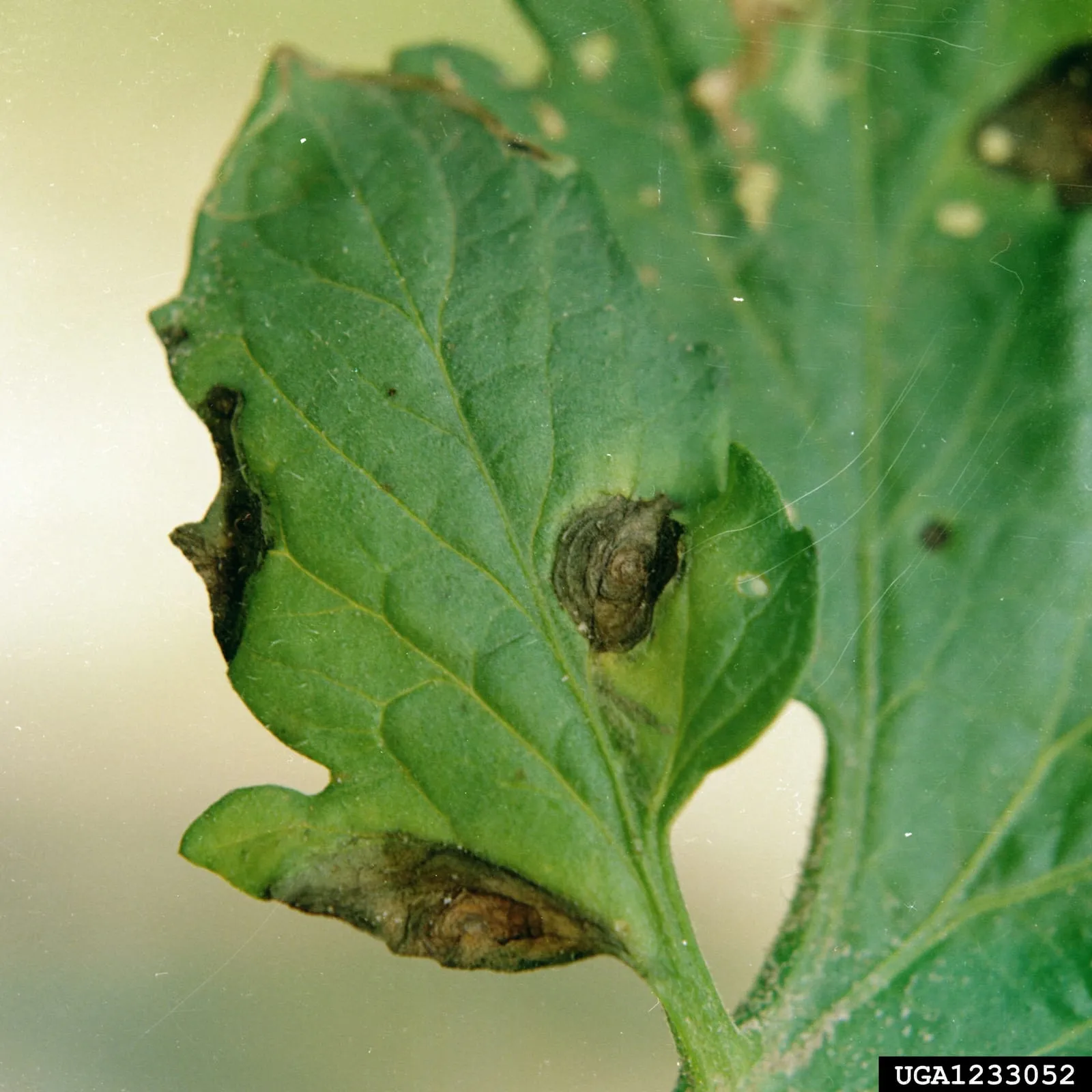 Alternaria solani - leaf lesions (early-blight)