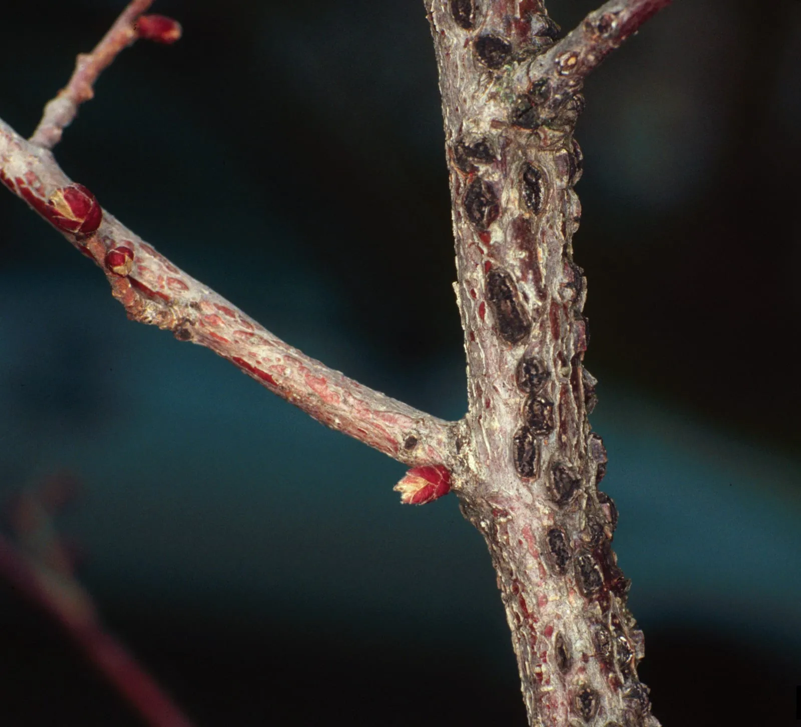 Anisogramma anomala (eastern-filbert-blight)