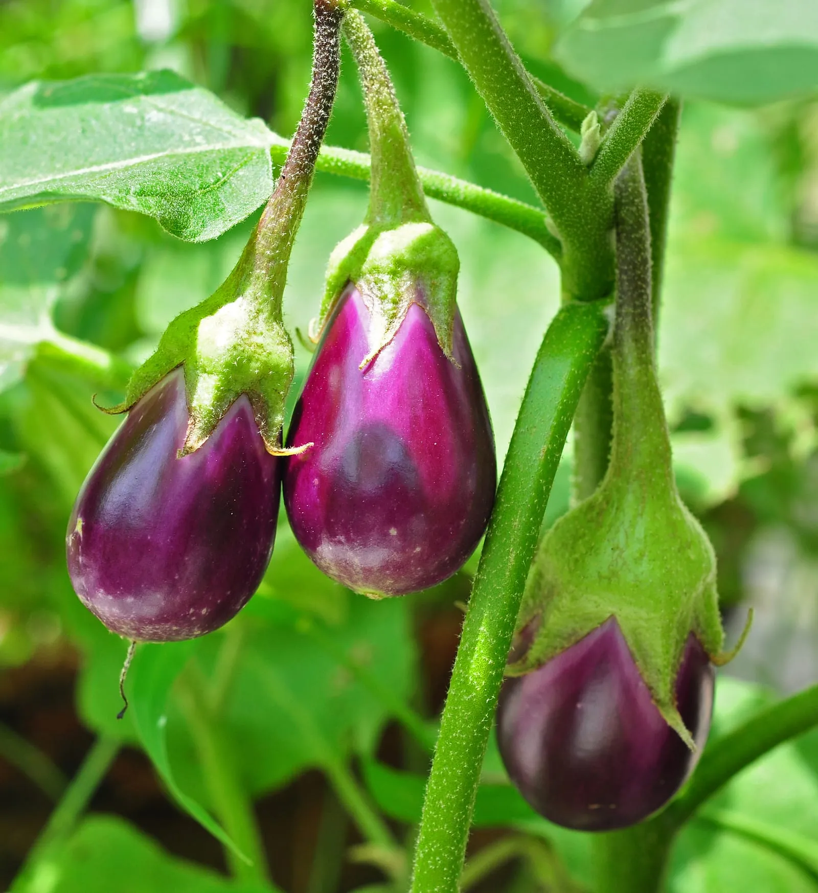 Solanum melongena 24 08 2012 (1) (eggplant)