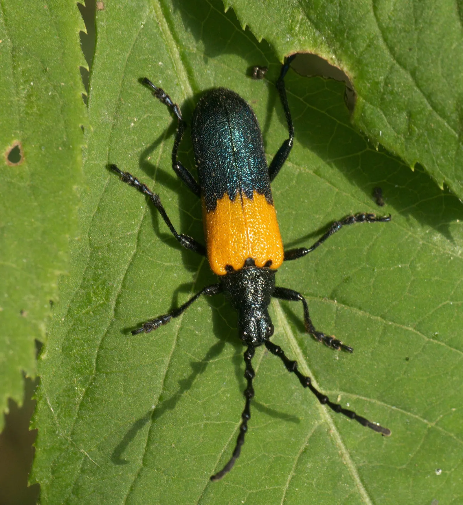 Desmocerus palliatus P1080239a (elderberry-borer)