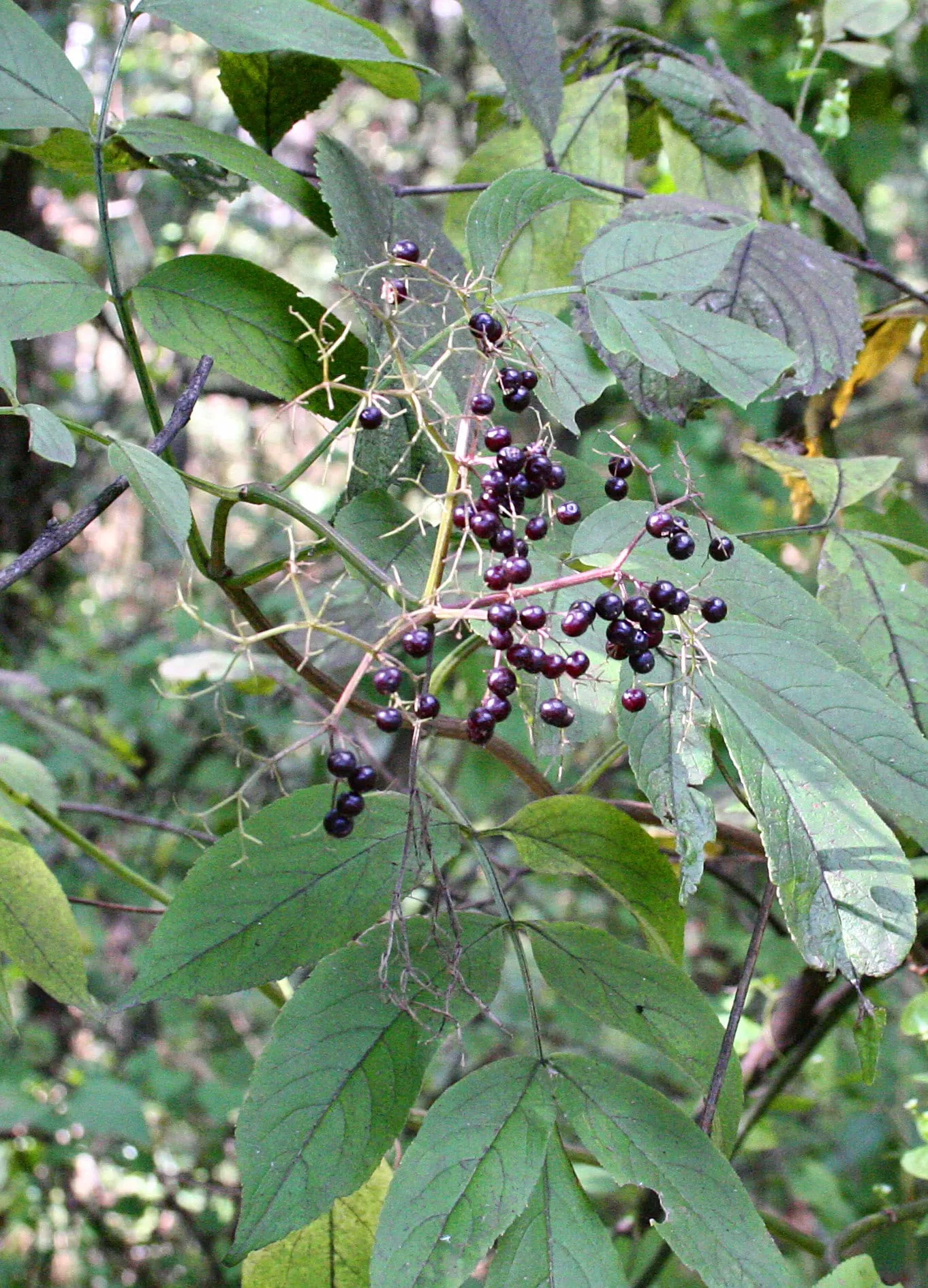 Sambucus nigra subsp canadensis - Indiana (elderberry)