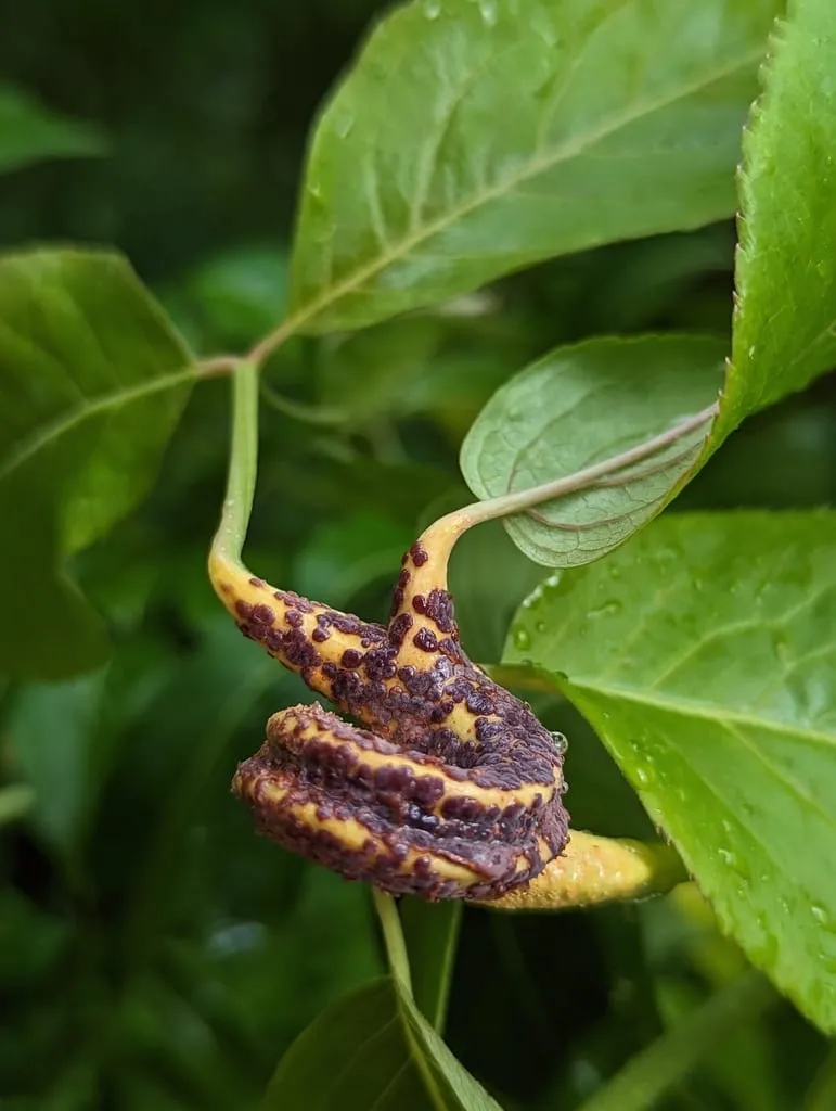 Puccinia sambuci (elderberry-rust)