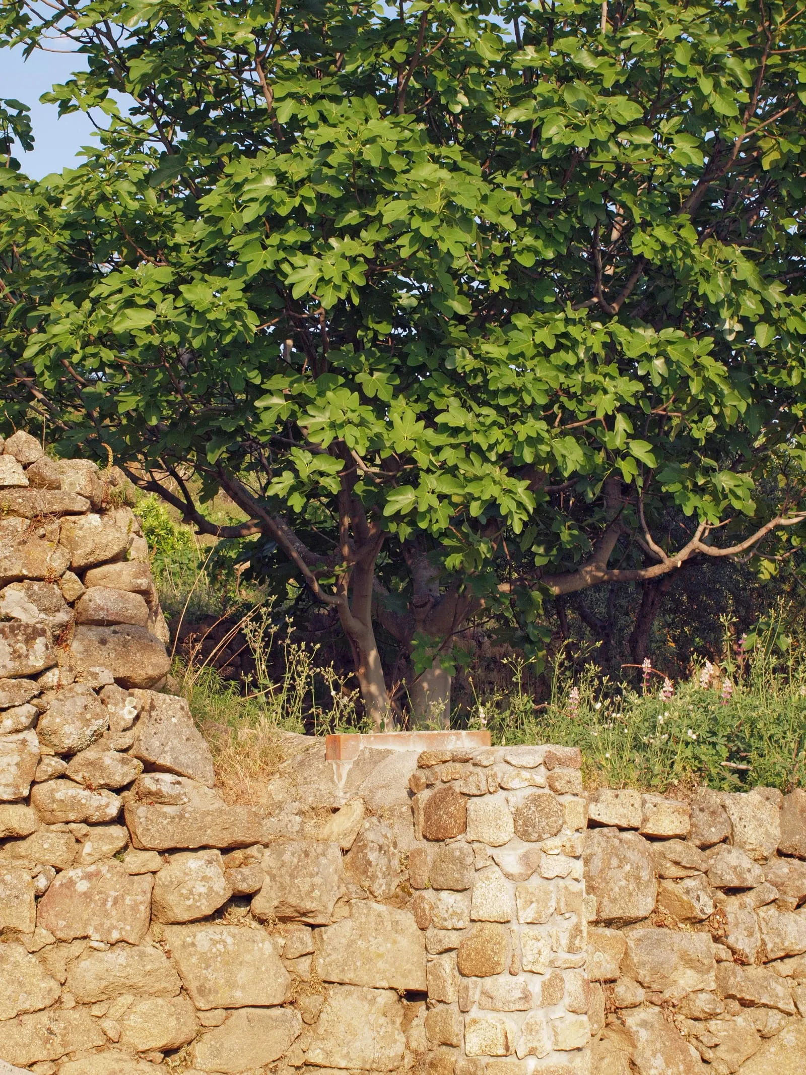 Ficus-carica - bancal 20110416a (fig)