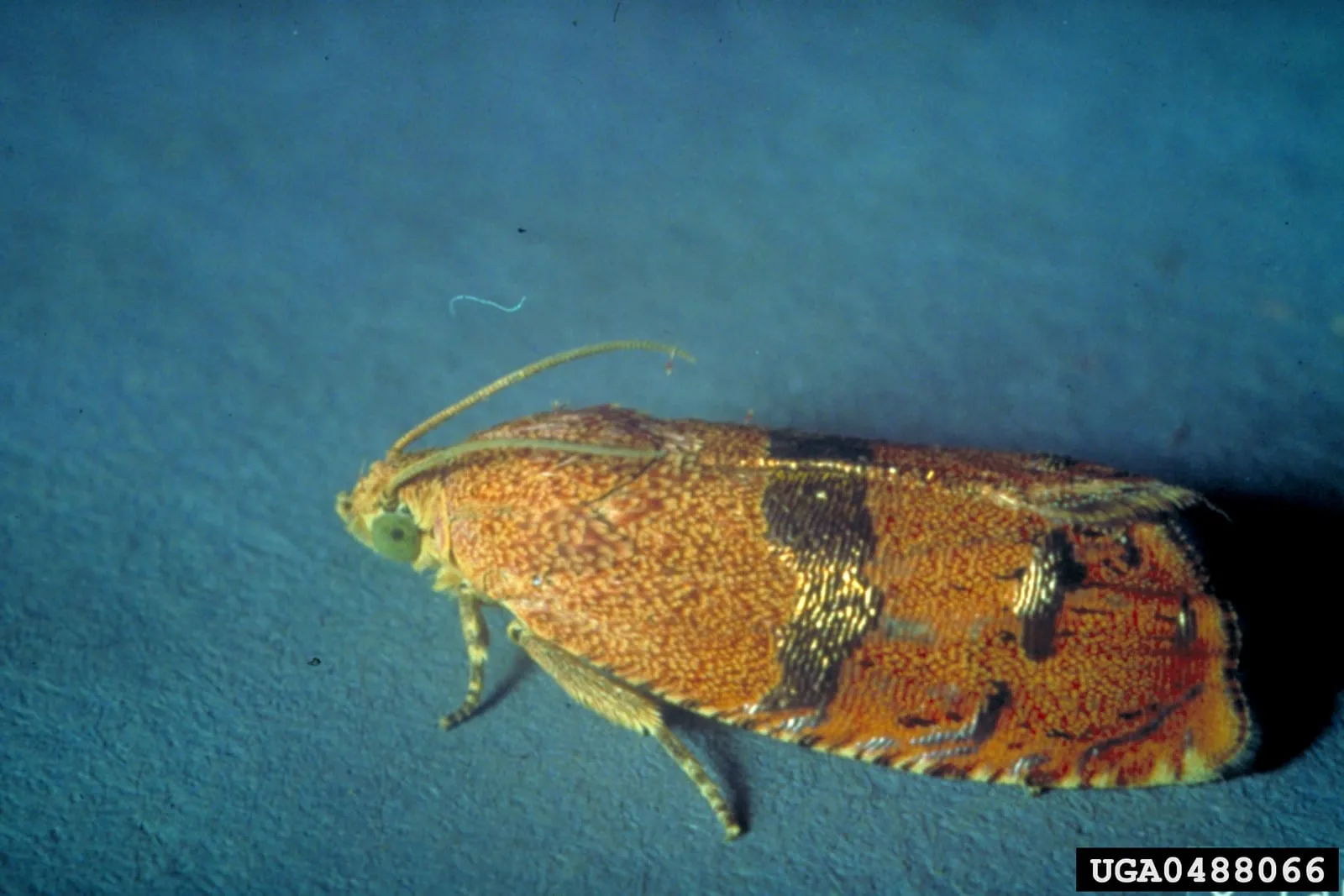Cydia latiferreana (filbertworm)
