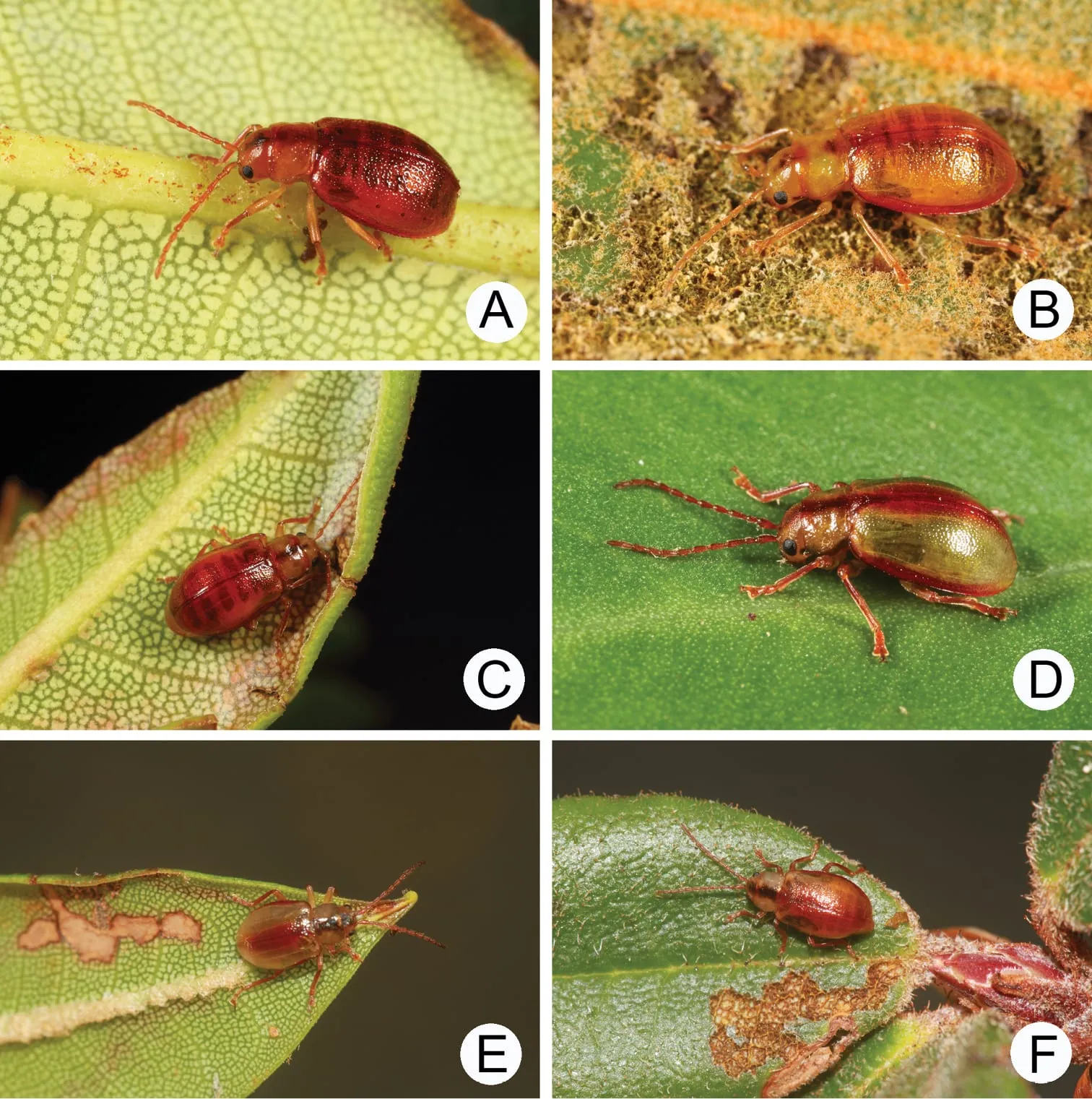 Lochmaea (10.3897-zookeys.856.30838) Figure 10 (flea-beetle)