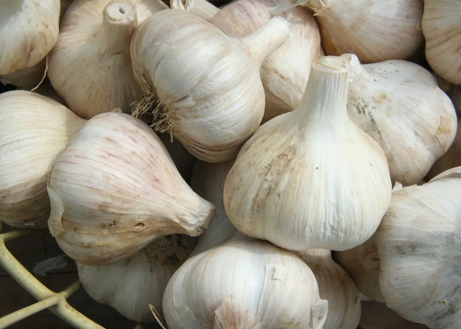 GarlicBasket (garlic)