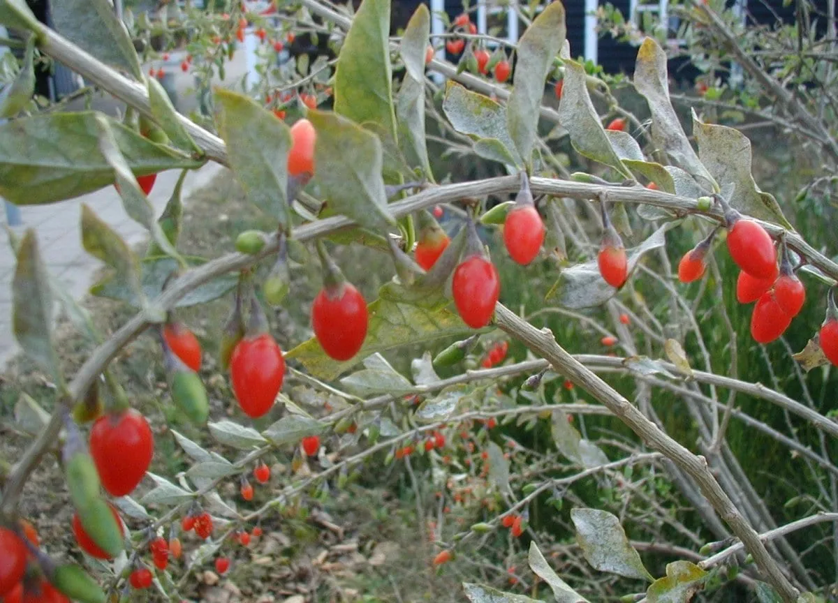 Lycium-barbarum-fruits (goji-berry)