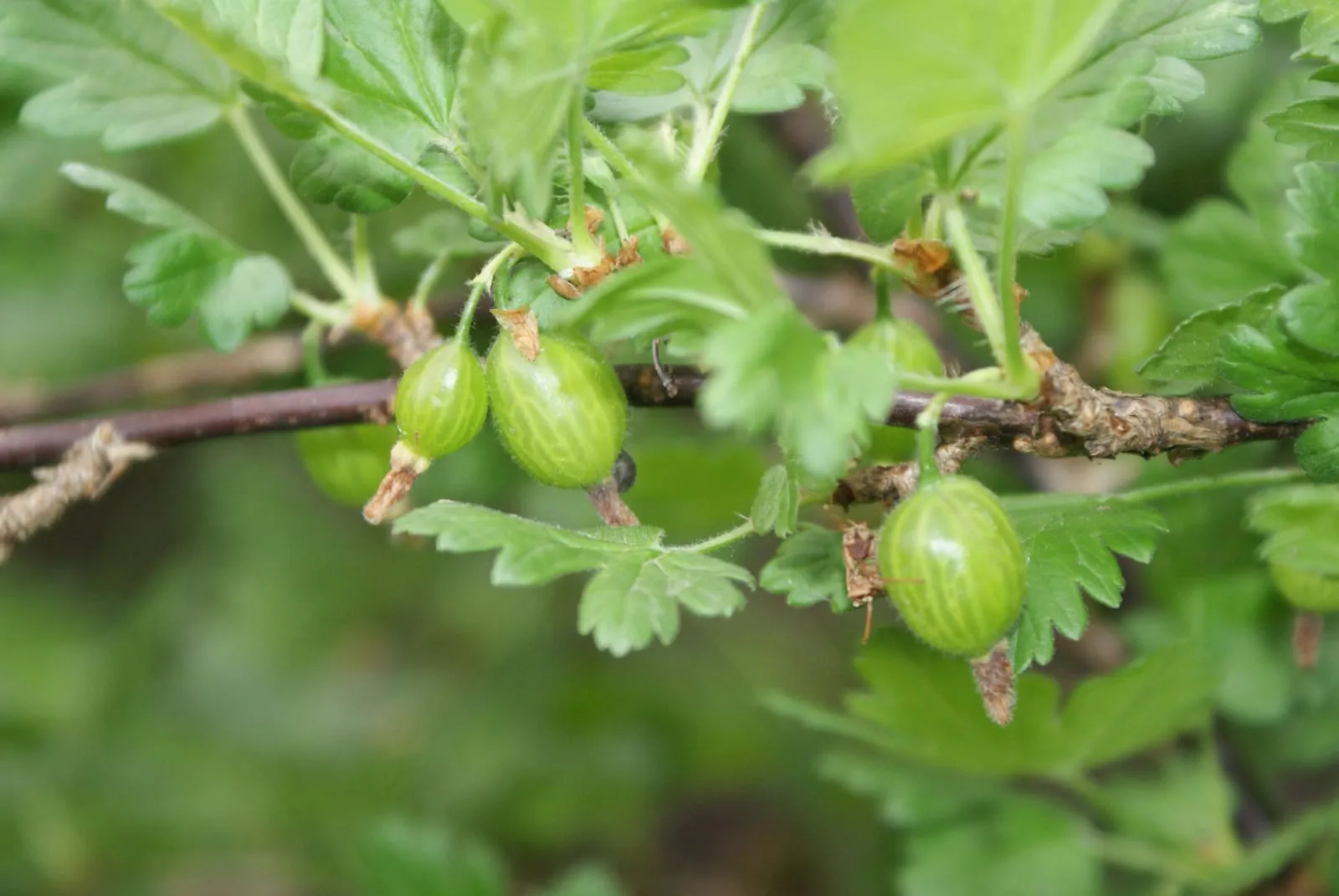 Ribes uva-crispa in Minsk (gooseberry)