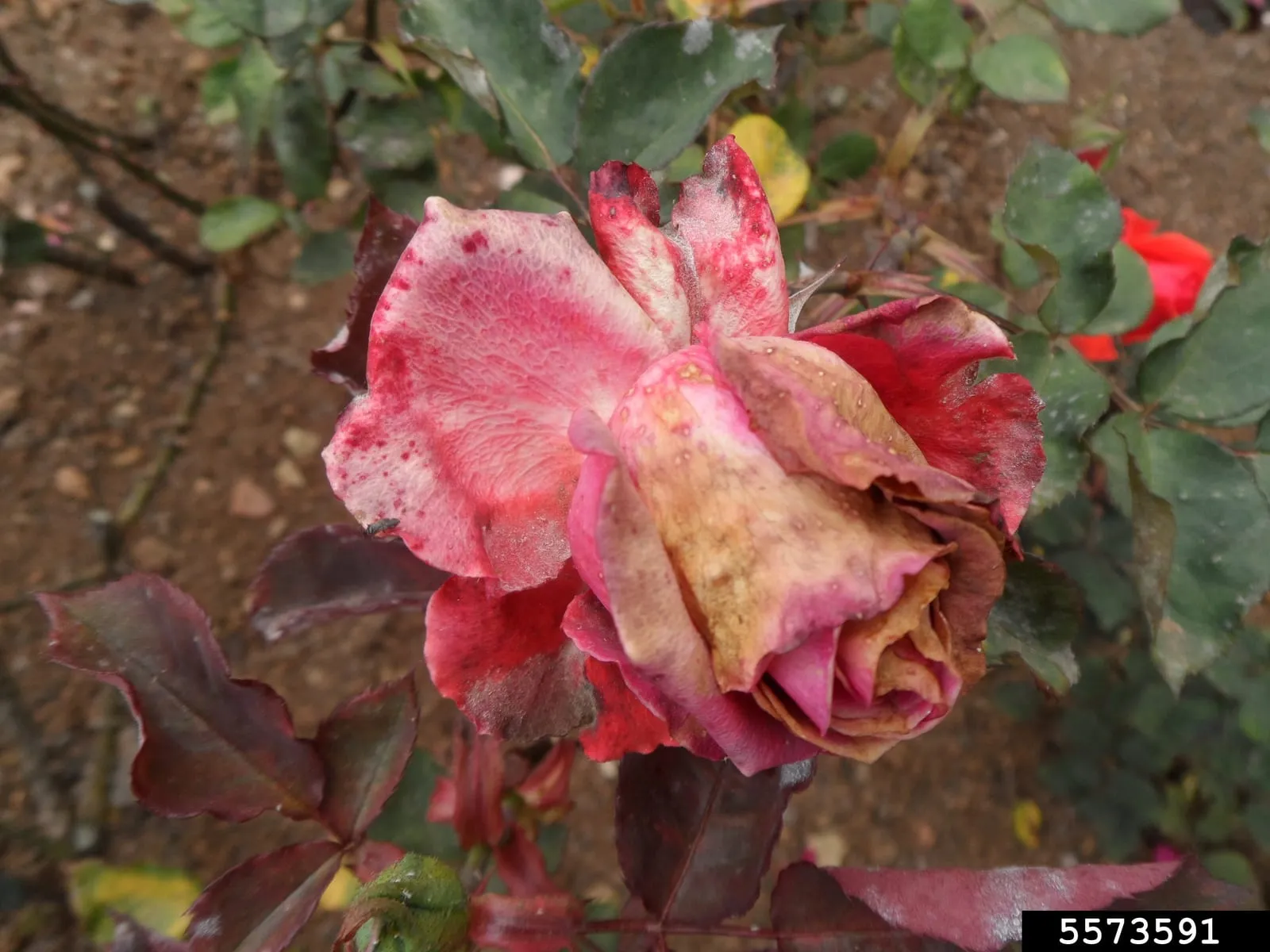 Gray mold (Botrytis cinerea) on Rosa sp-5573591 (gray-mold)