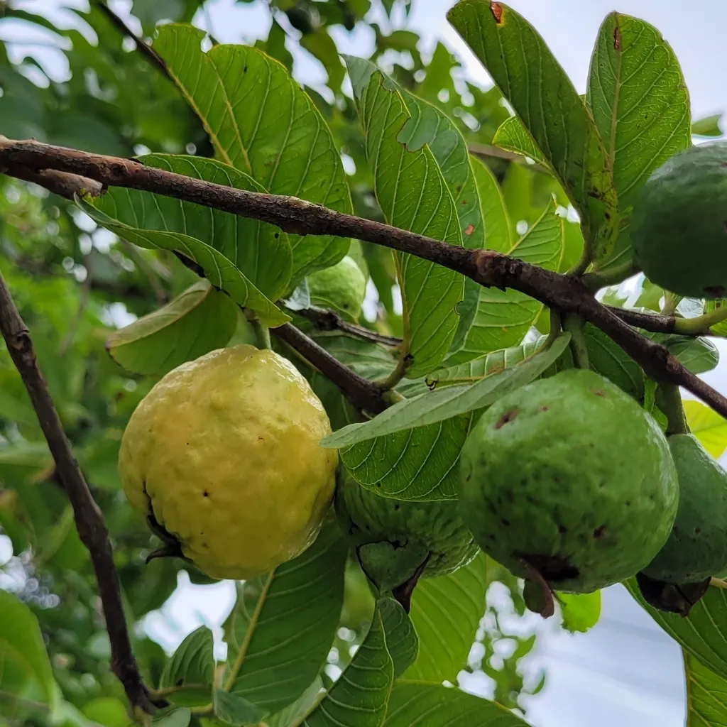 Goiabeira (guava)
