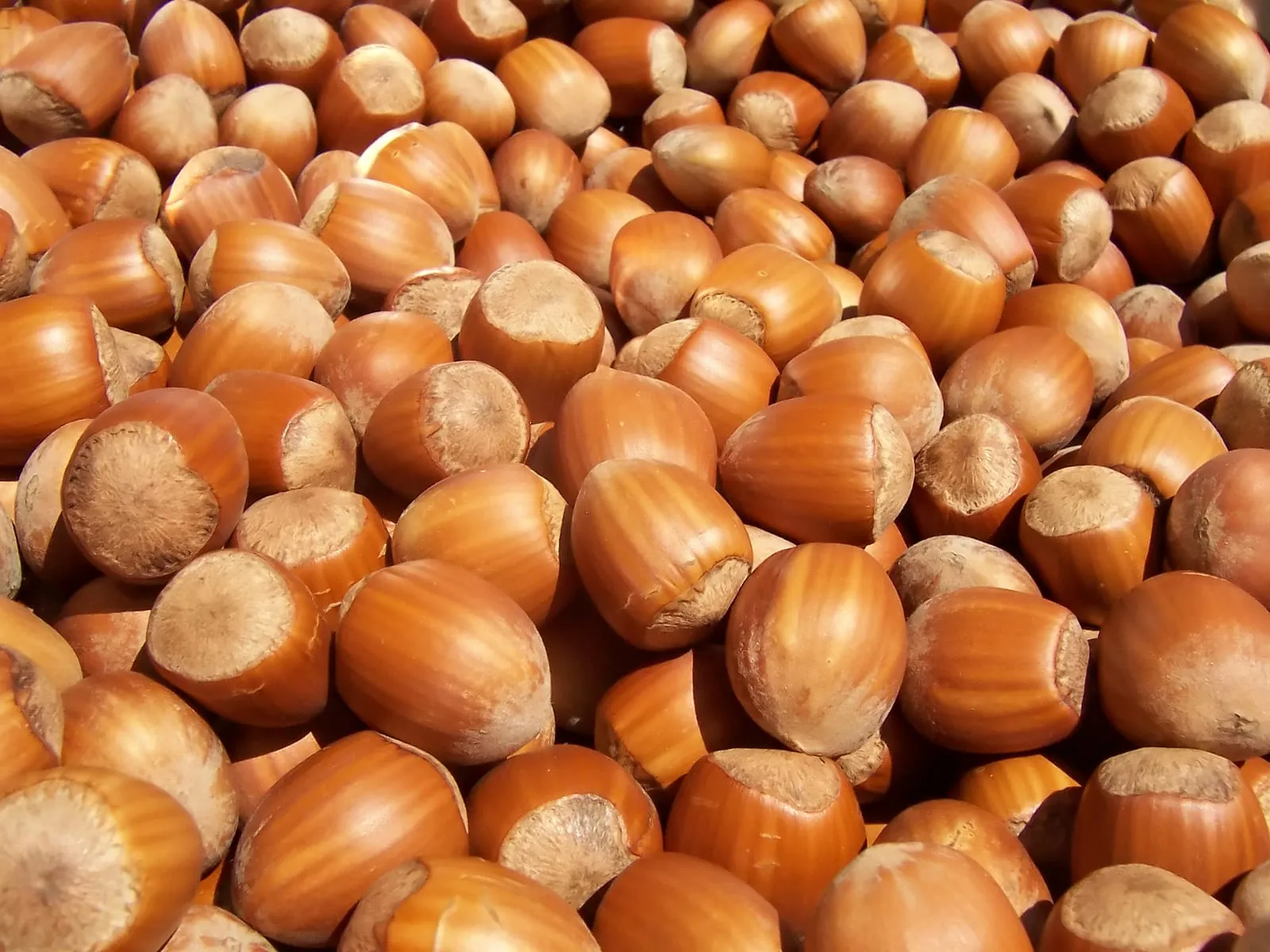 Hazelnuts (hazelnut)