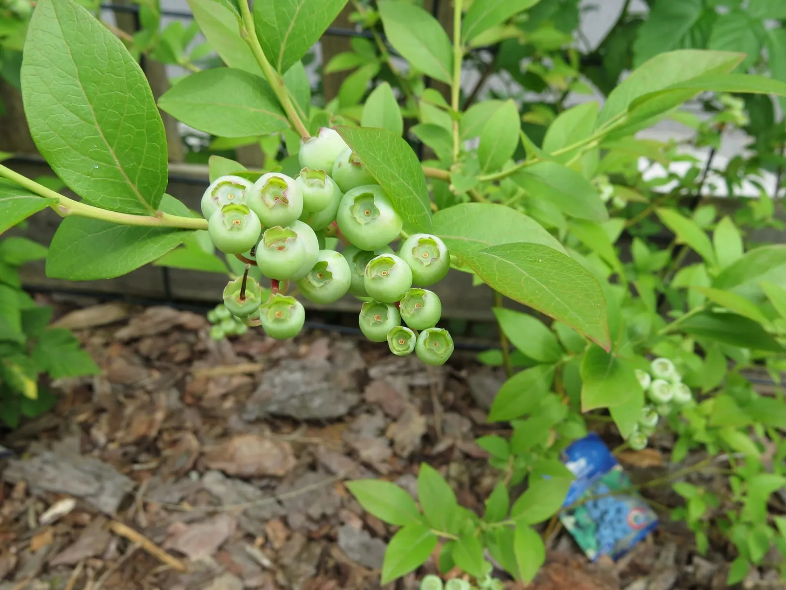 2018-06-01 (134) Unripe Vaccinium corymbosum (northern highbush blueberry) at Bichlhäusl in Frankenfels, Austria (highbush-blueberry)