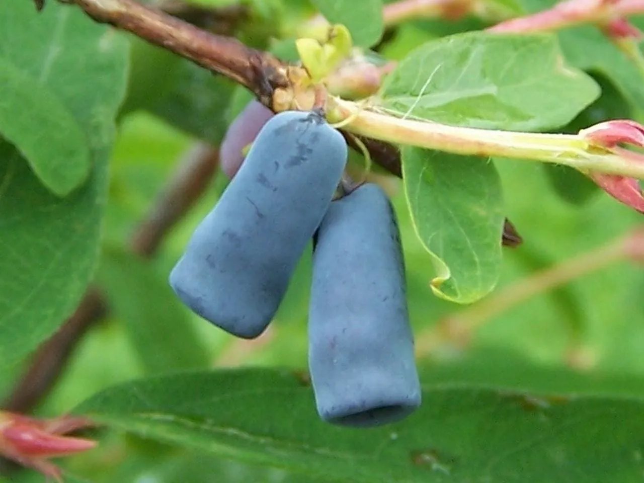 Lonicera coerulea a3 (honeyberry)