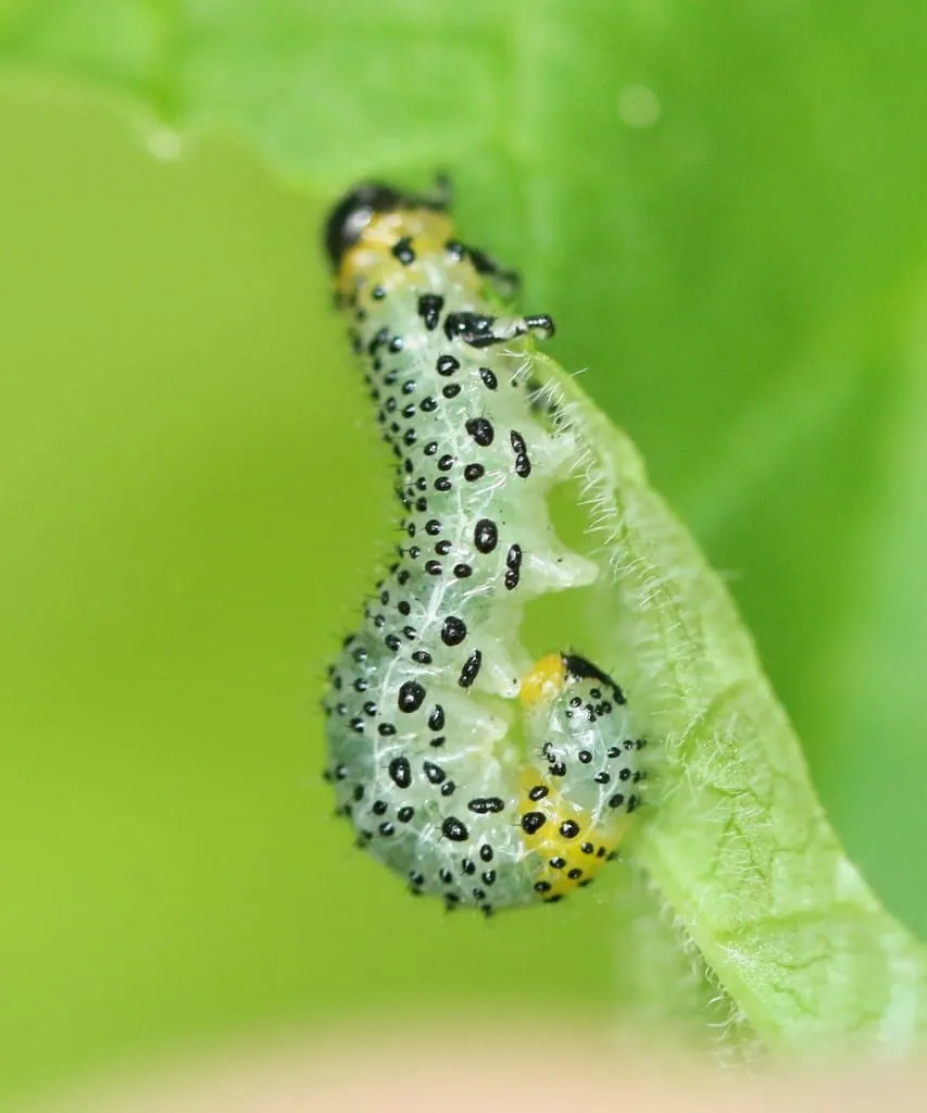 Euura ribesii (imported-currantworm)