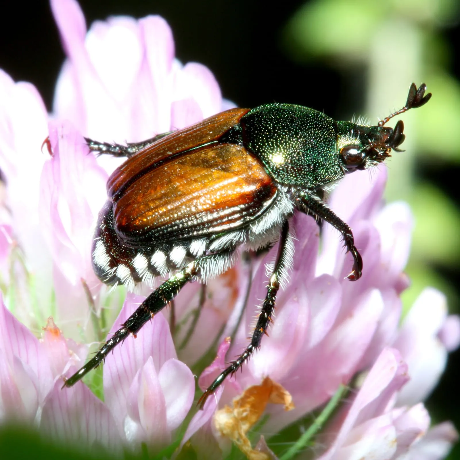 Popillia japonica (japanese-beetle)