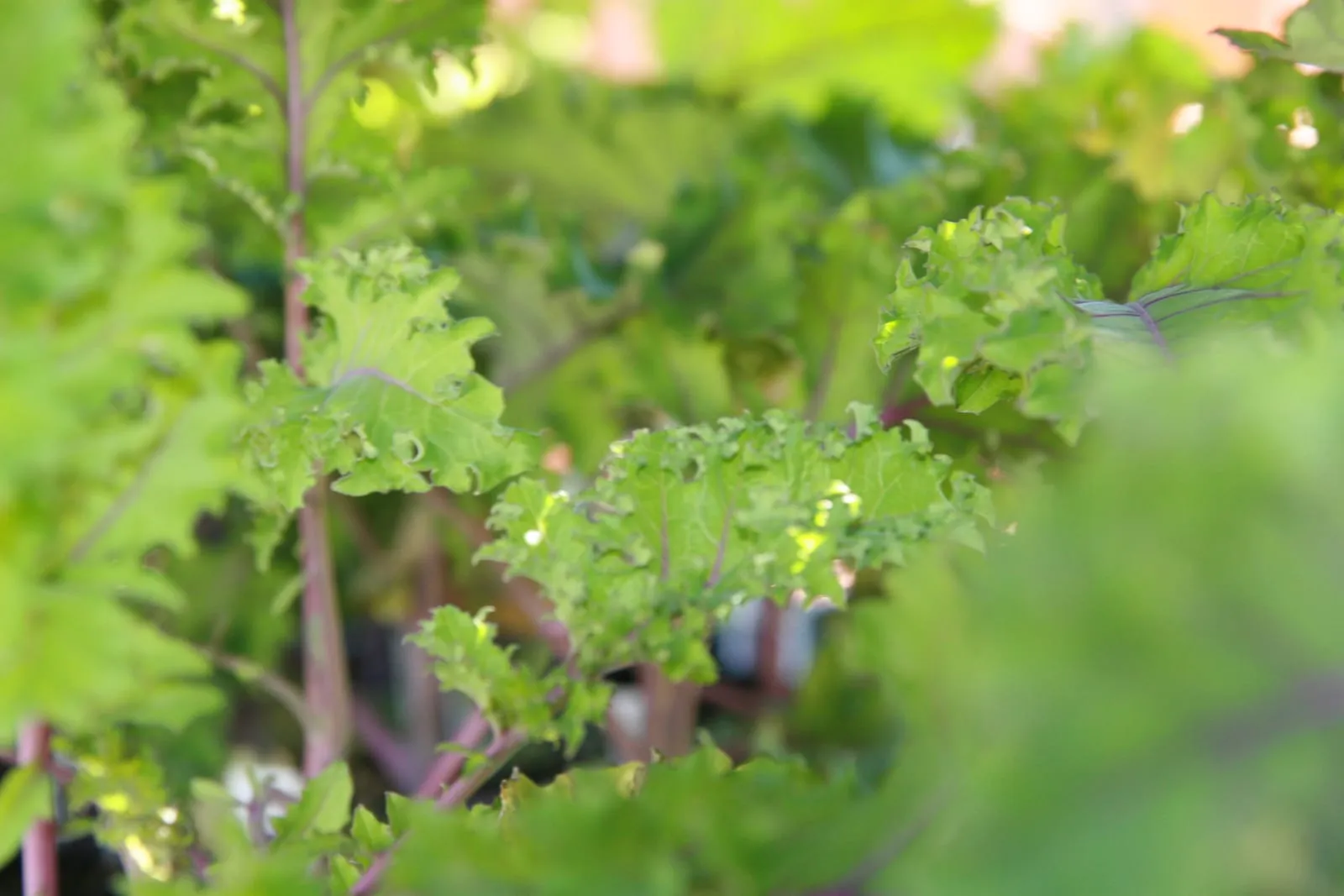 Brassica oleracea var. acephala Redbor 0zz (kale)
