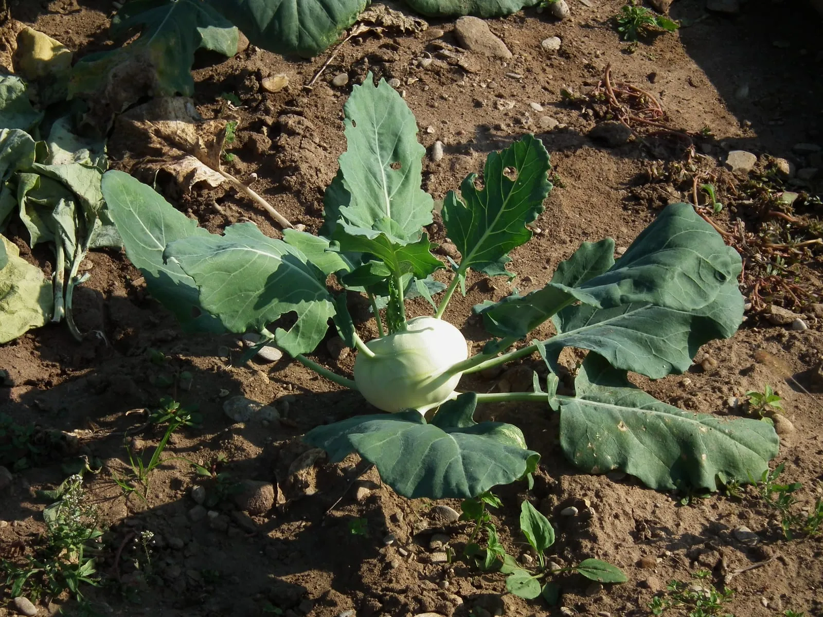 Brassica oleracea var. gongylodes Oktober 2011 (kohlrabi)