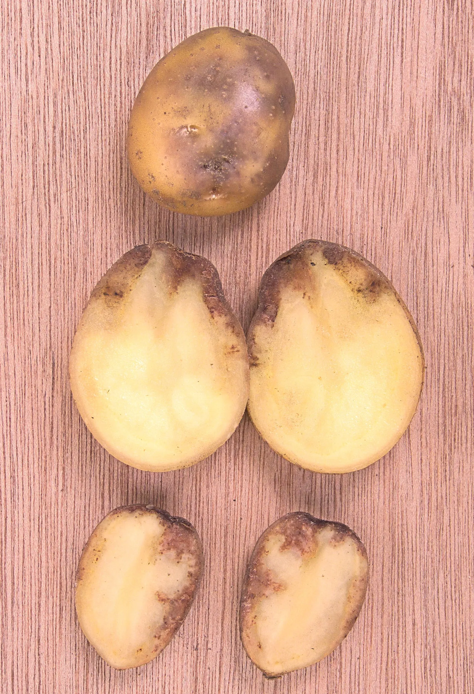 Phytophthora infestans (Aardappelziekte) (late-blight)