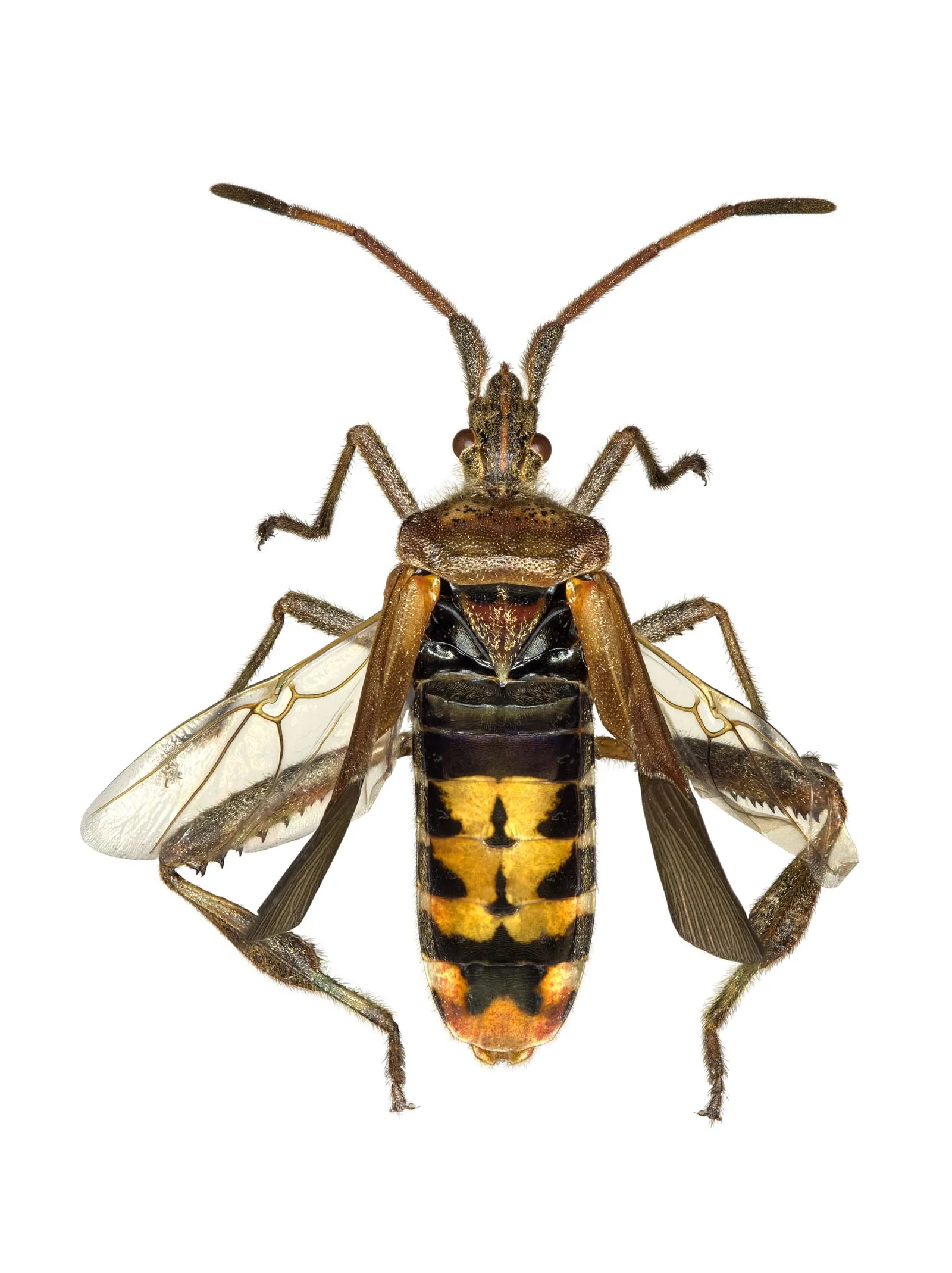 Leptoglossus occidentalis-Amerikanische Kiefernwanze-Western conifer seed bug (leaf-footed-bug)