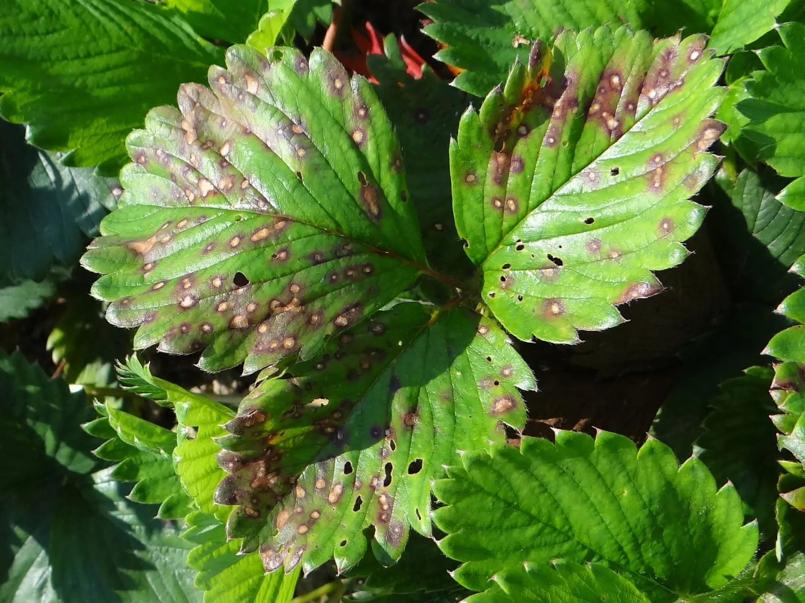 Ramularia grevilleana a1 (leaf-spot-strawberry)