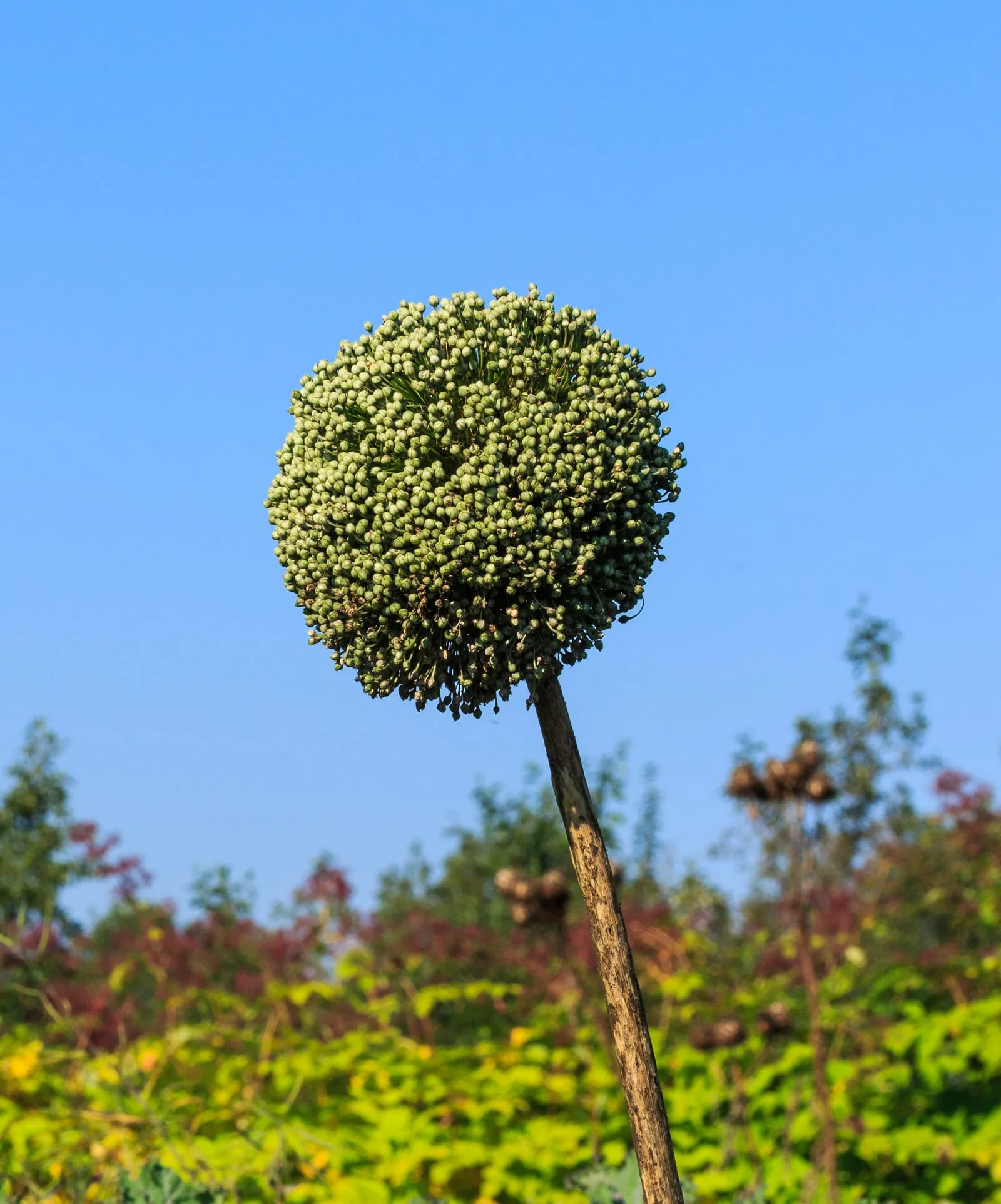 In zaad geschoten prei. (Allium ampeloprasum). Locatie, De Kruidhof Buitenpost 03 (leek)