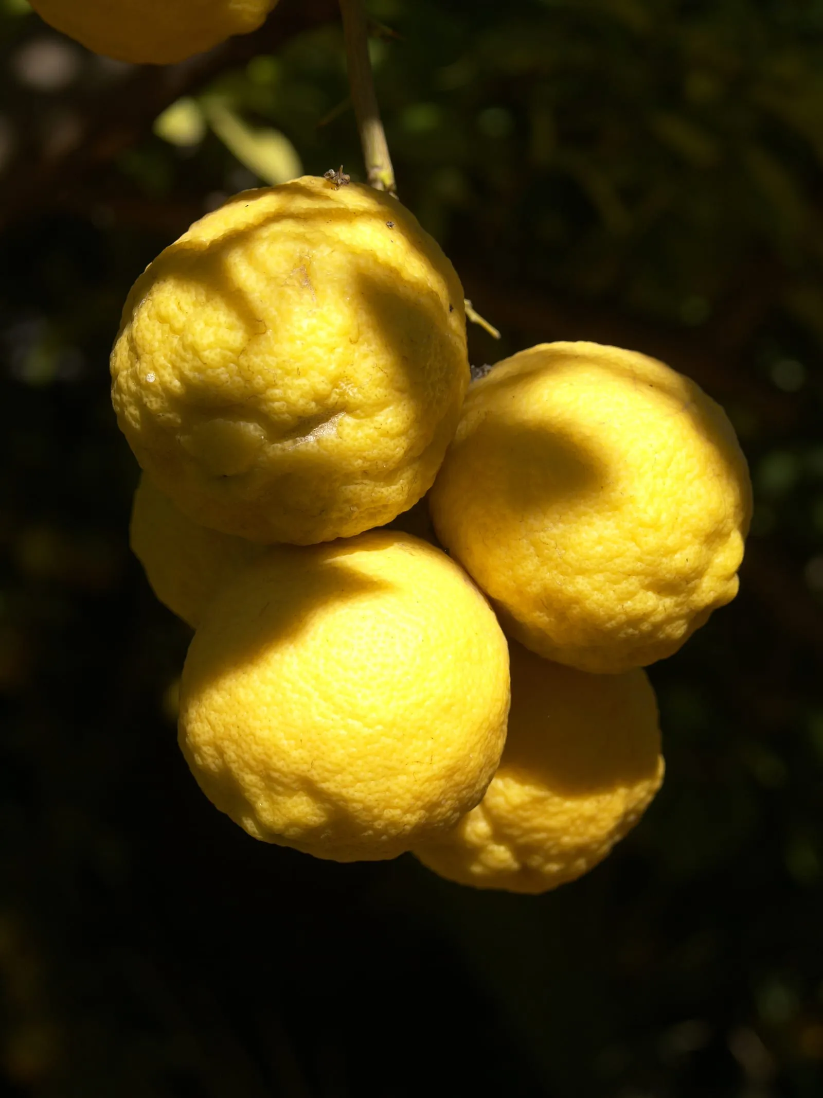 Citrus x limon (Outjo) (lemon)