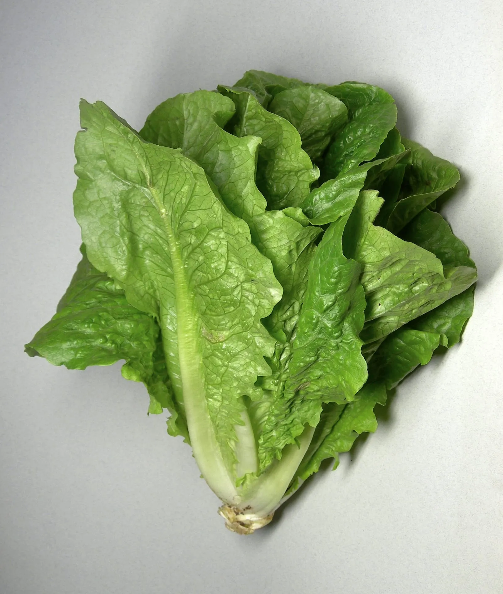 Romaine lettuce (lettuce)