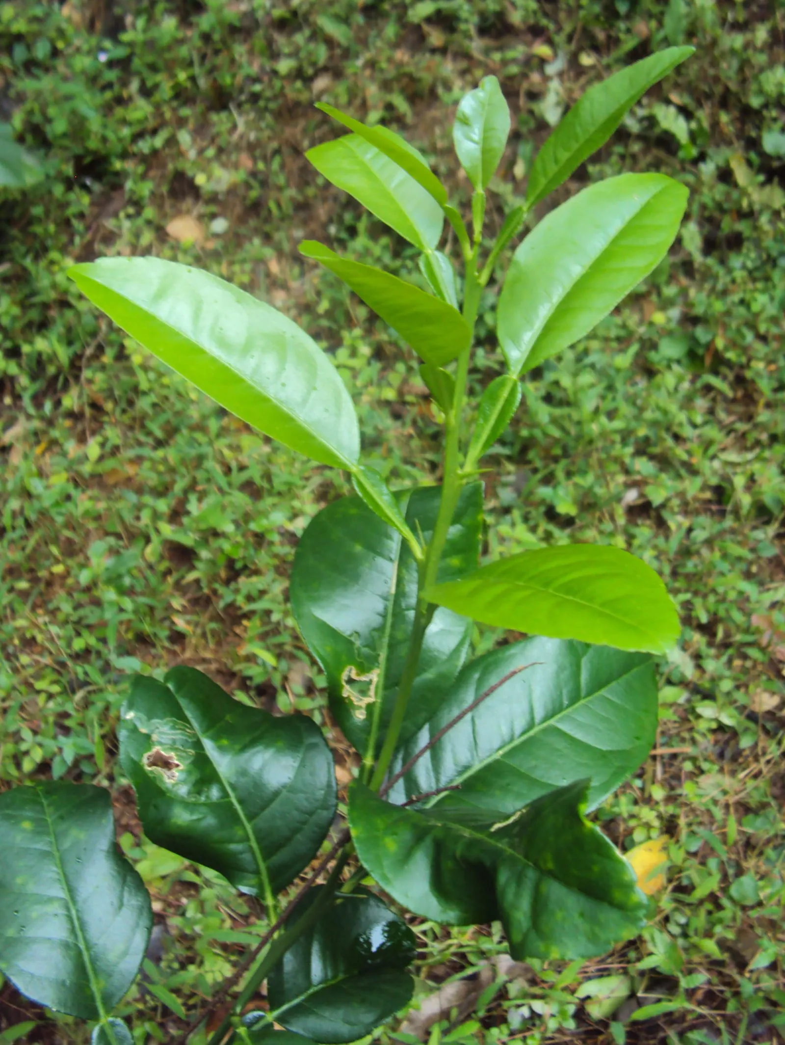 Citrus aurantifolia leaves (lime)