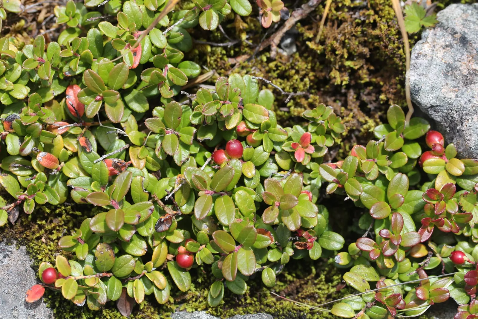 Vaccinium vitis-idaea (Mount Ontake) (lingonberry)