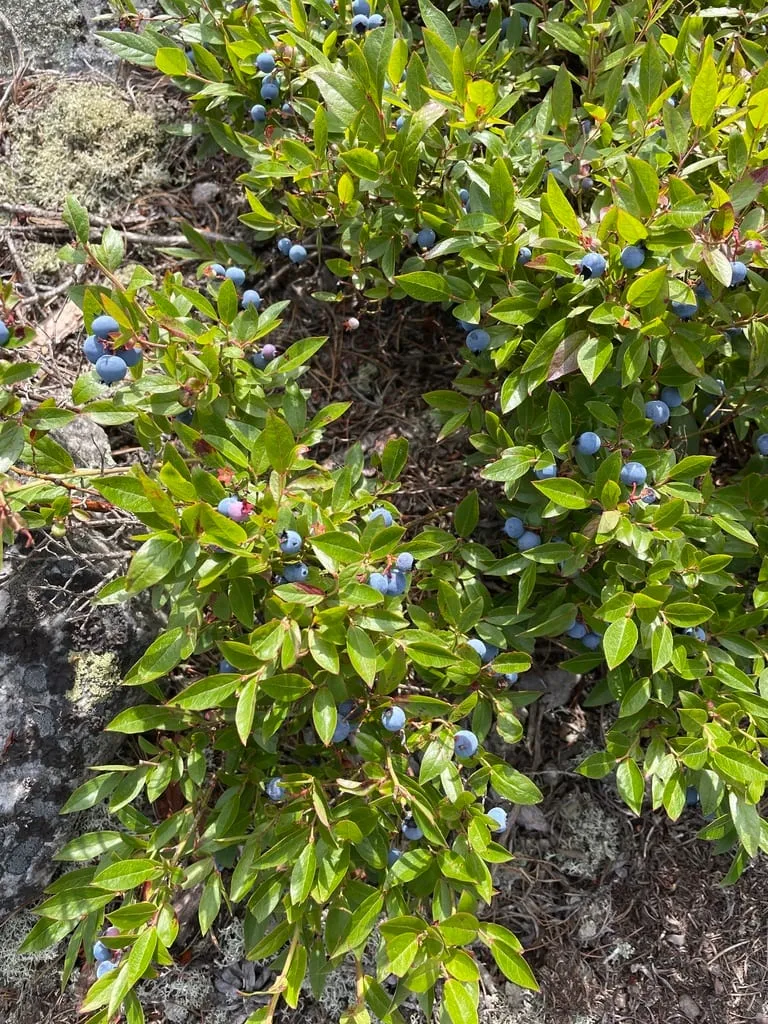 lowbush blueberry (lowbush-blueberry)