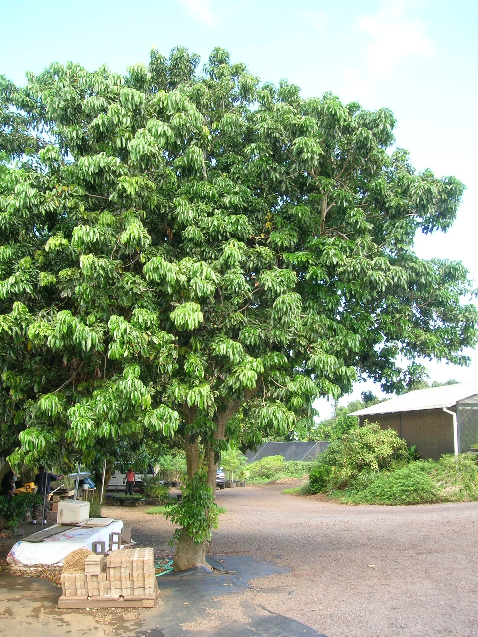Starr 061108-9610 Litchi chinensis subsp. chinensis (lychee)