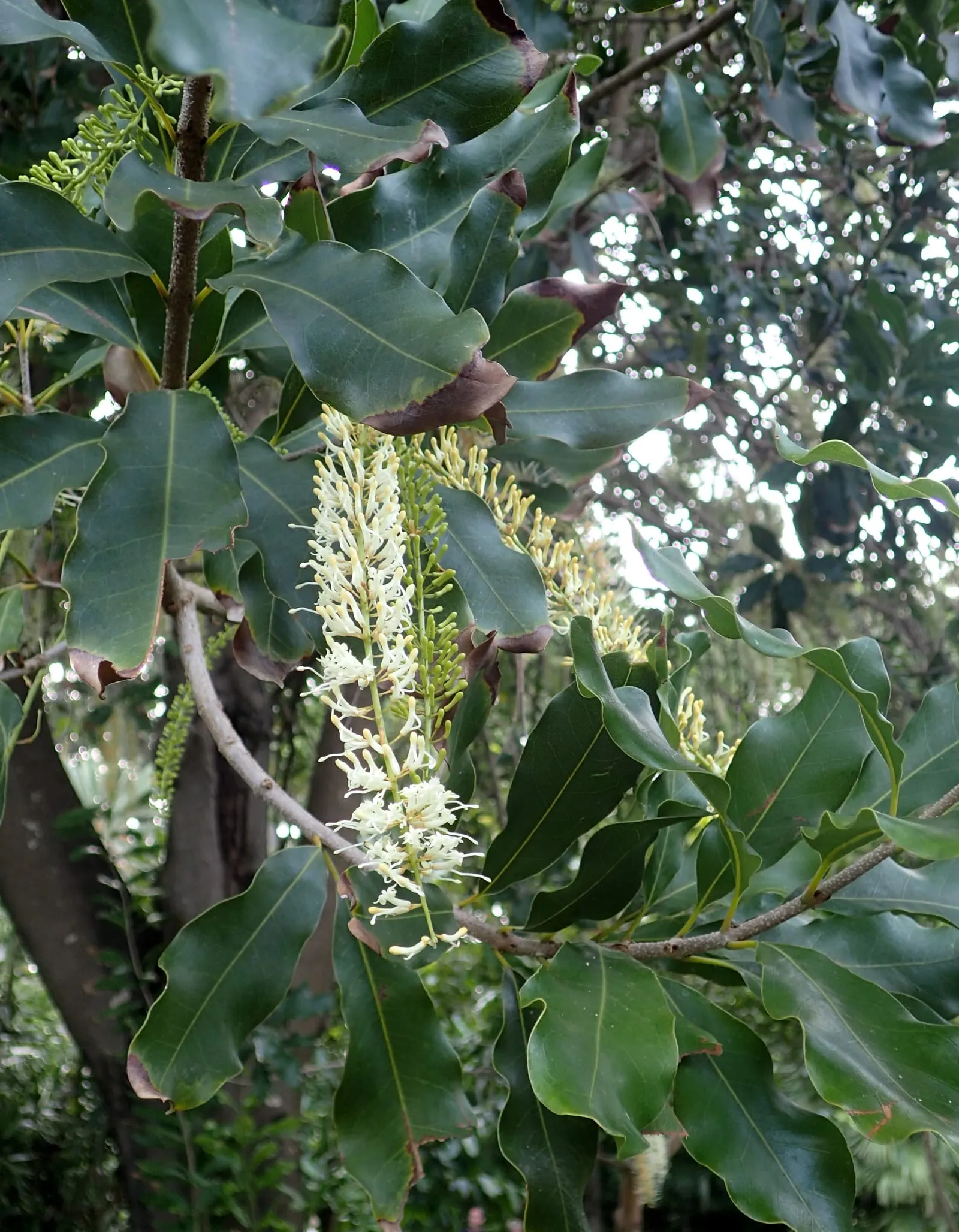 Macadamia integrifolia kz2 (macadamia)