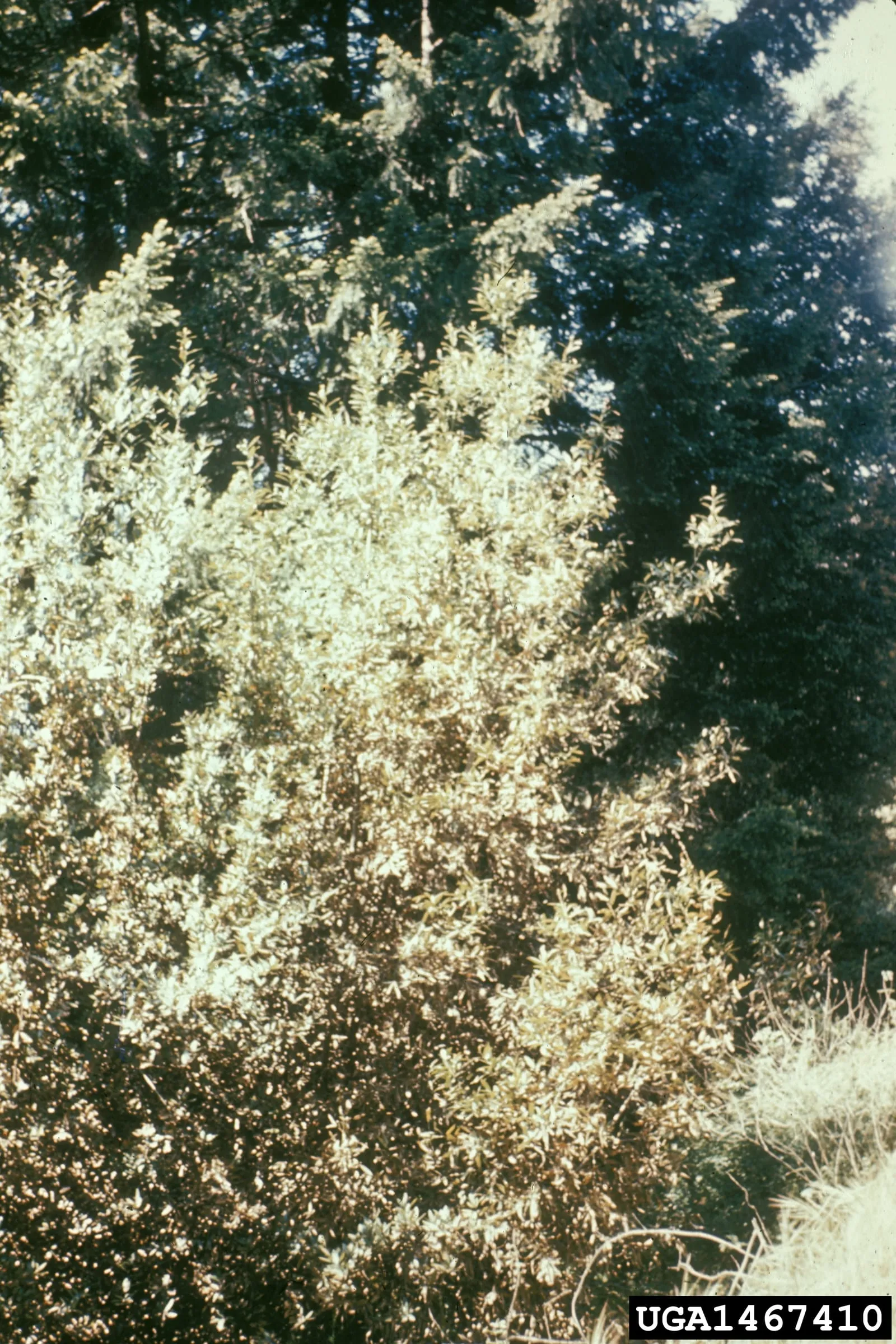Bitter rot (mango-anthracnose)