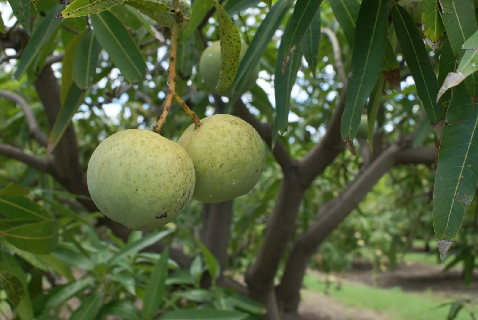 Mangifera indica var. José (mango)