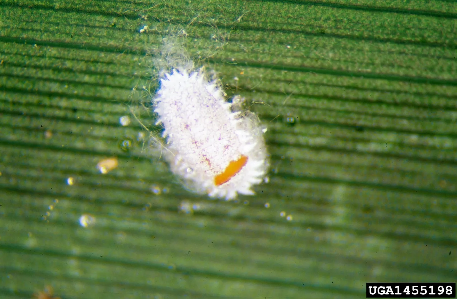 Planococcus citri 1455198 (mealybug)