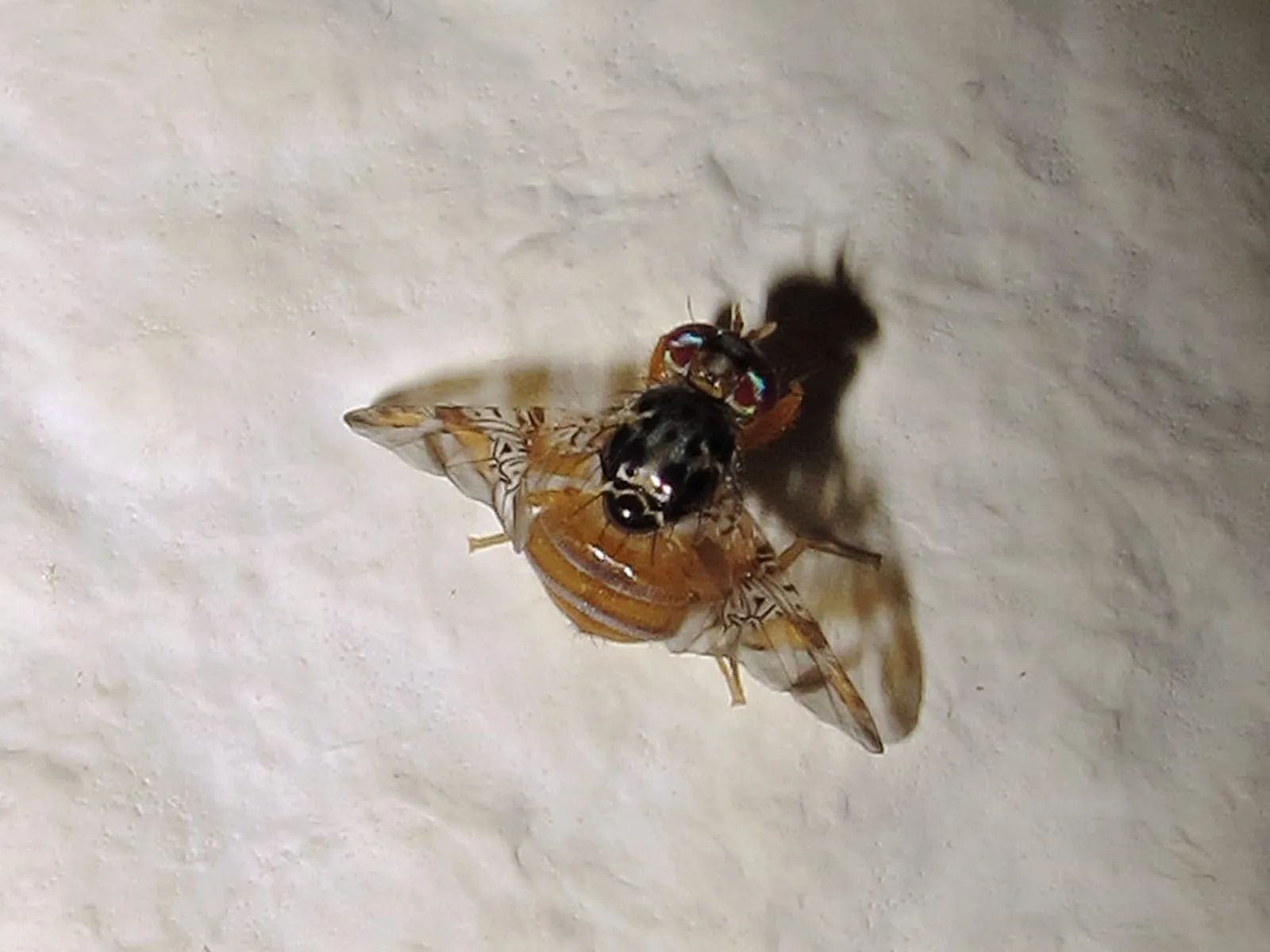 Ceratitis capitata - mosca mediterranea de la fruta (9550667380) (mediterranean-fruit-fly)