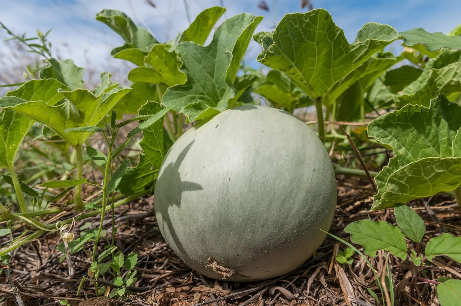 Cucumis melo 34 (melon)