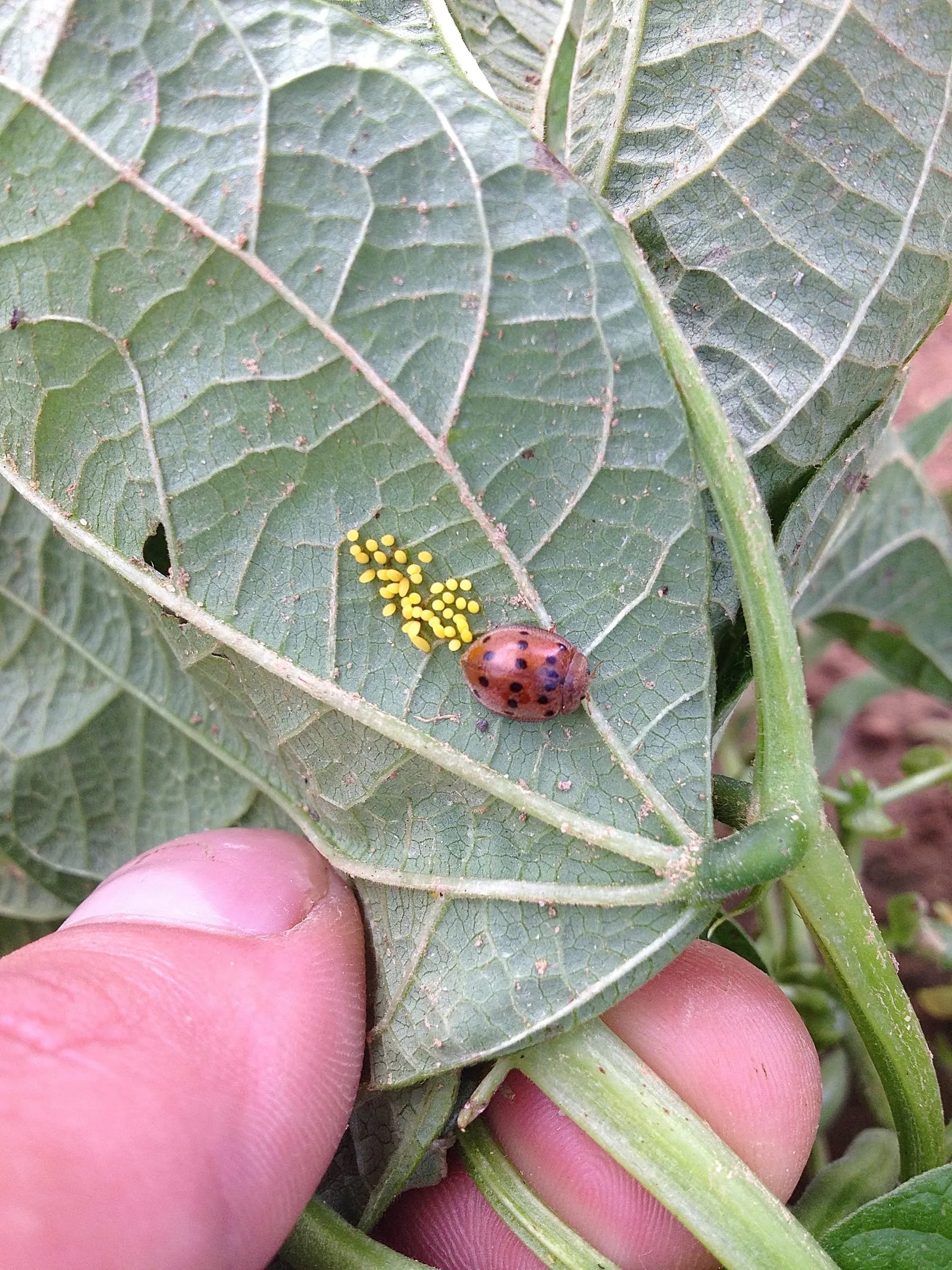 Mexican bean beetle adult laying eggs (mexican-bean-beetle)