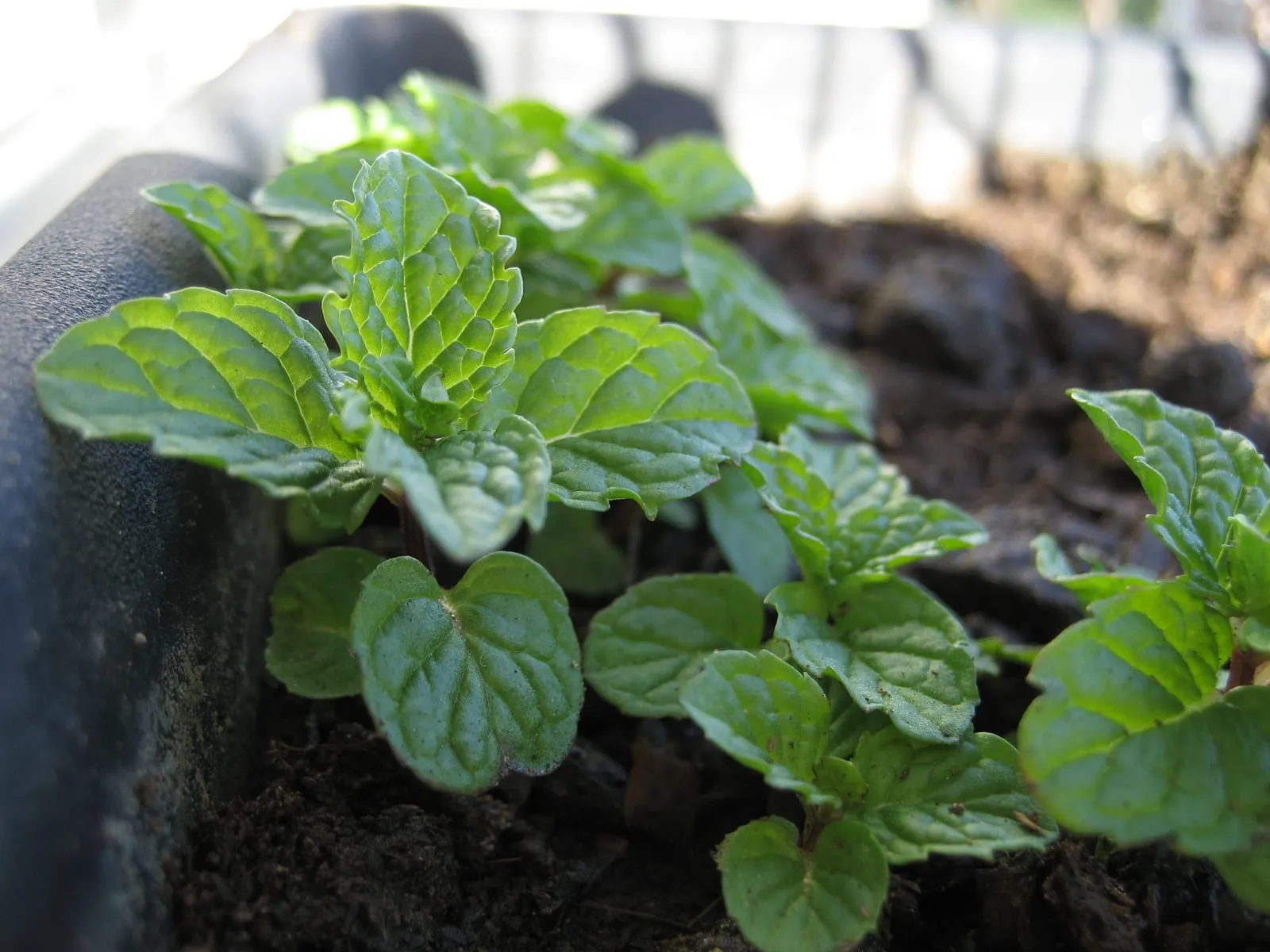 Mentha piperita (1) (mint)